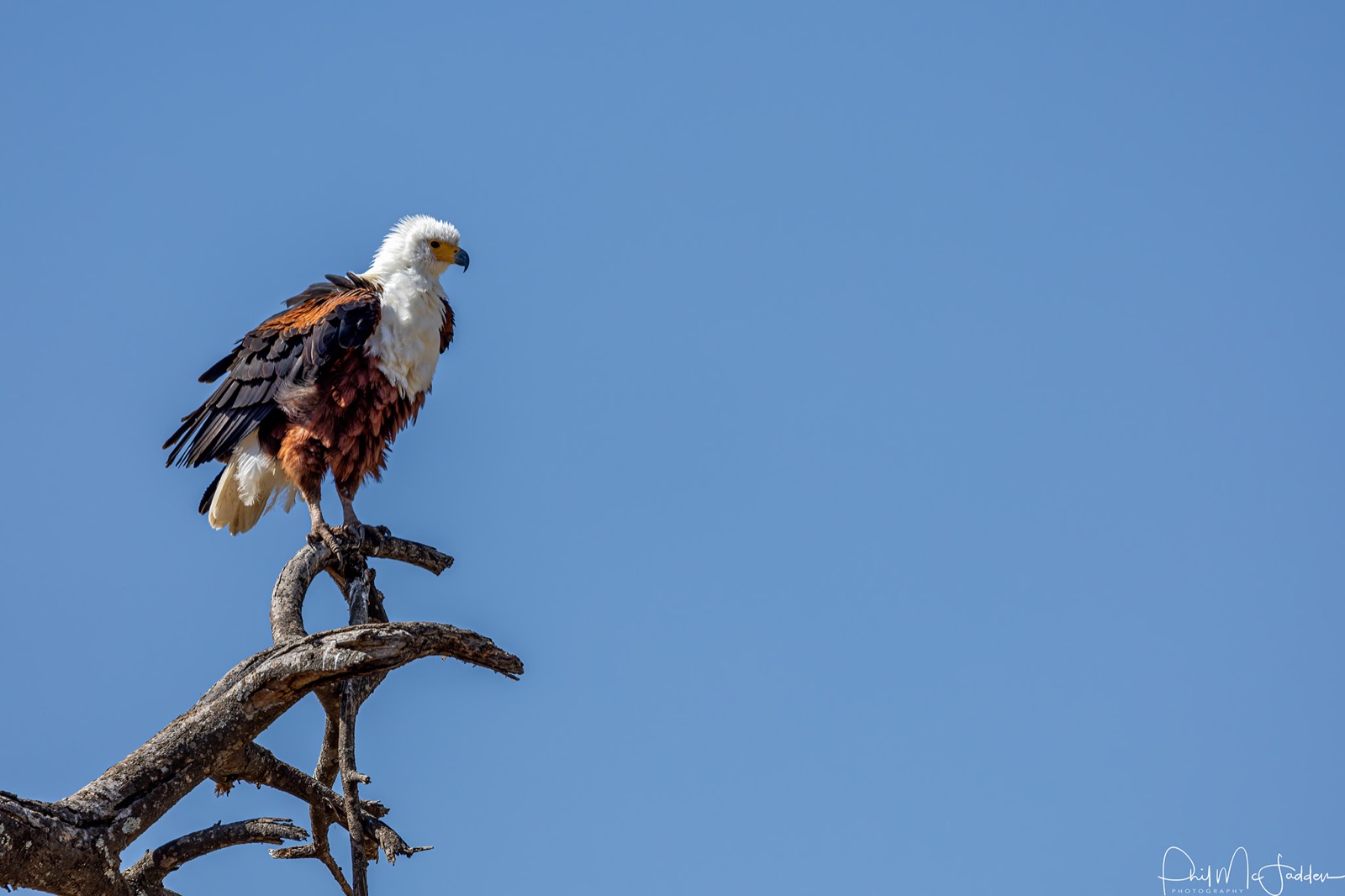 The African fish eagle is Tarangire's most recognisable voice, calling along the river through the day