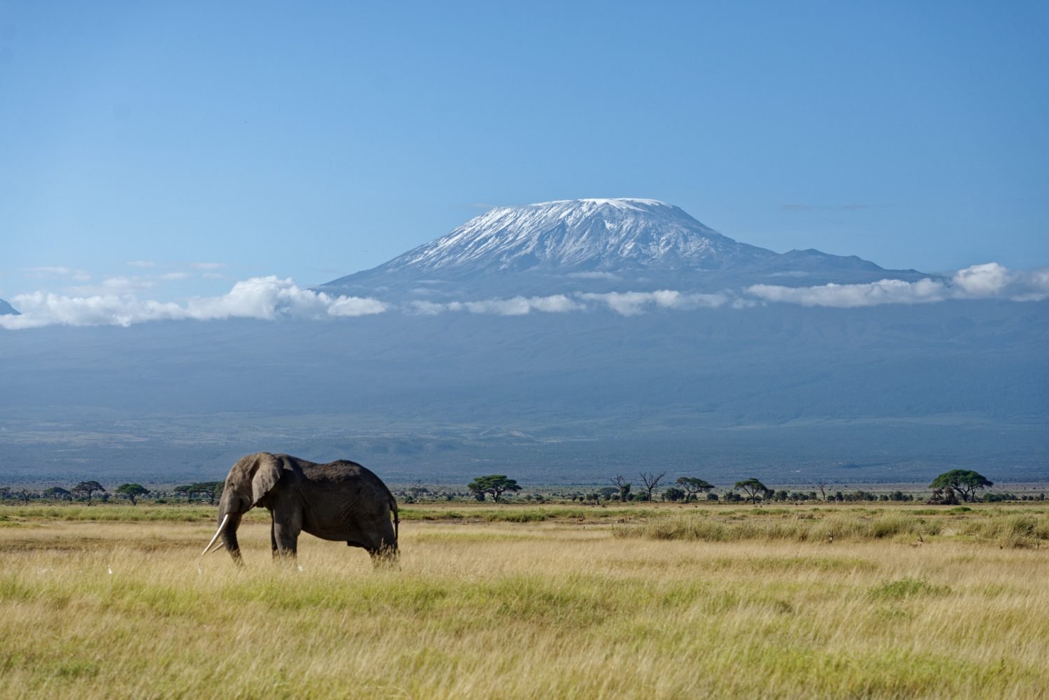 Amboseli's last morning — Kilimanjaro behind the herds, and the mountain is in Tanzania