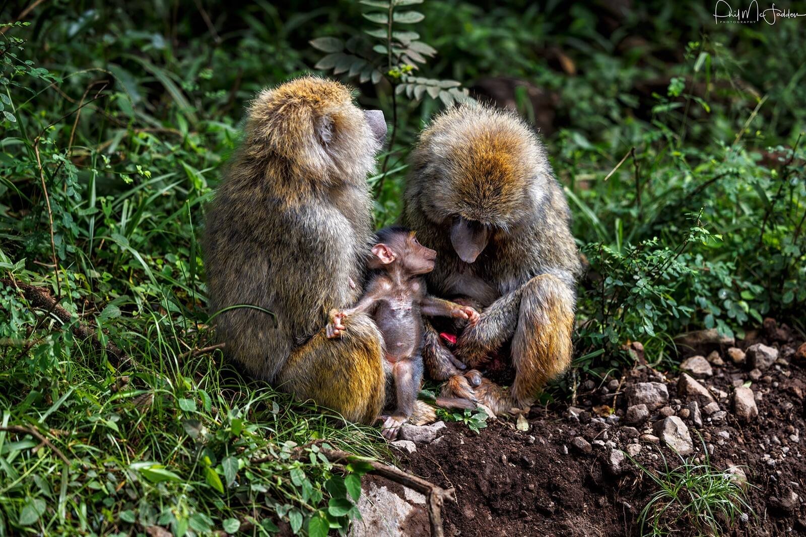An olive baboon in Arusha National Park, a short drive from the city