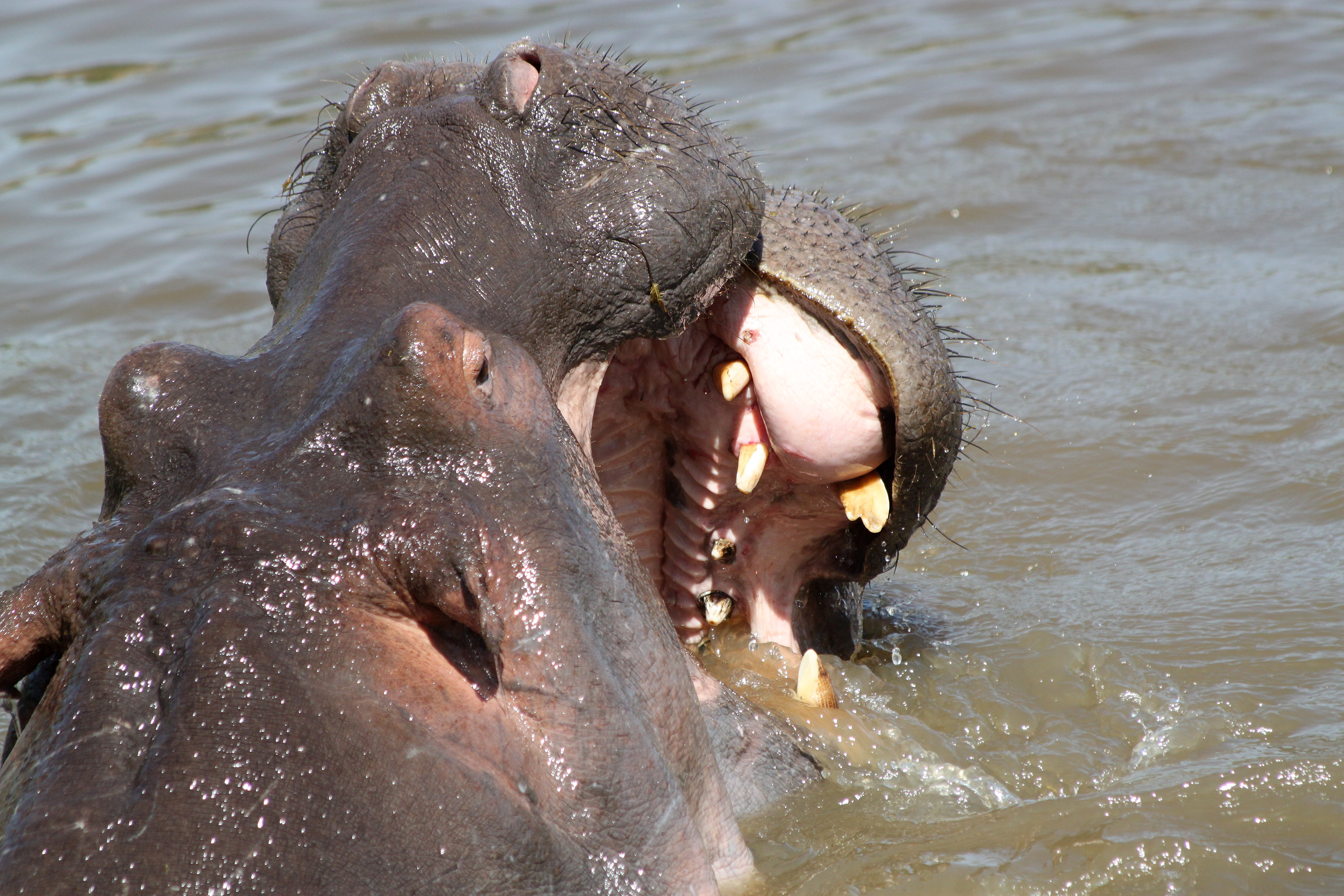Expert Tanzanian safari guide explaining animal tracks to guests on a morning game drive in the Serengeti — the human element that defines the best safari in Tanzania