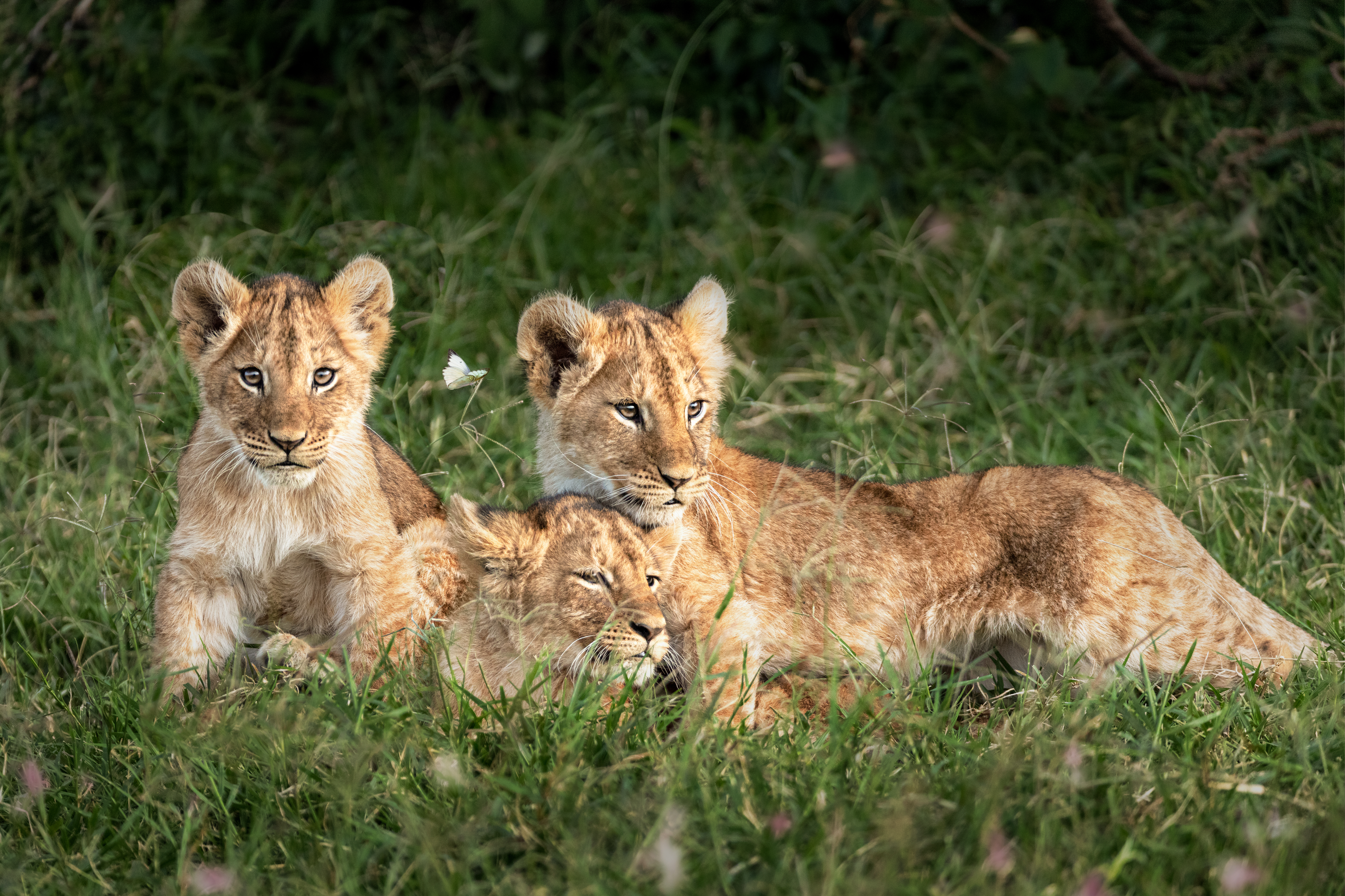 Luxury safari vehicle on the open Serengeti plains at golden hour, Tanzania's iconic safari landscape at its most beautiful