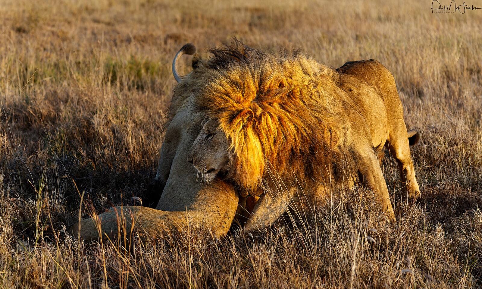The big cats dominate every itinerary — the smaller ones reward a slower pace and a guide who is looking