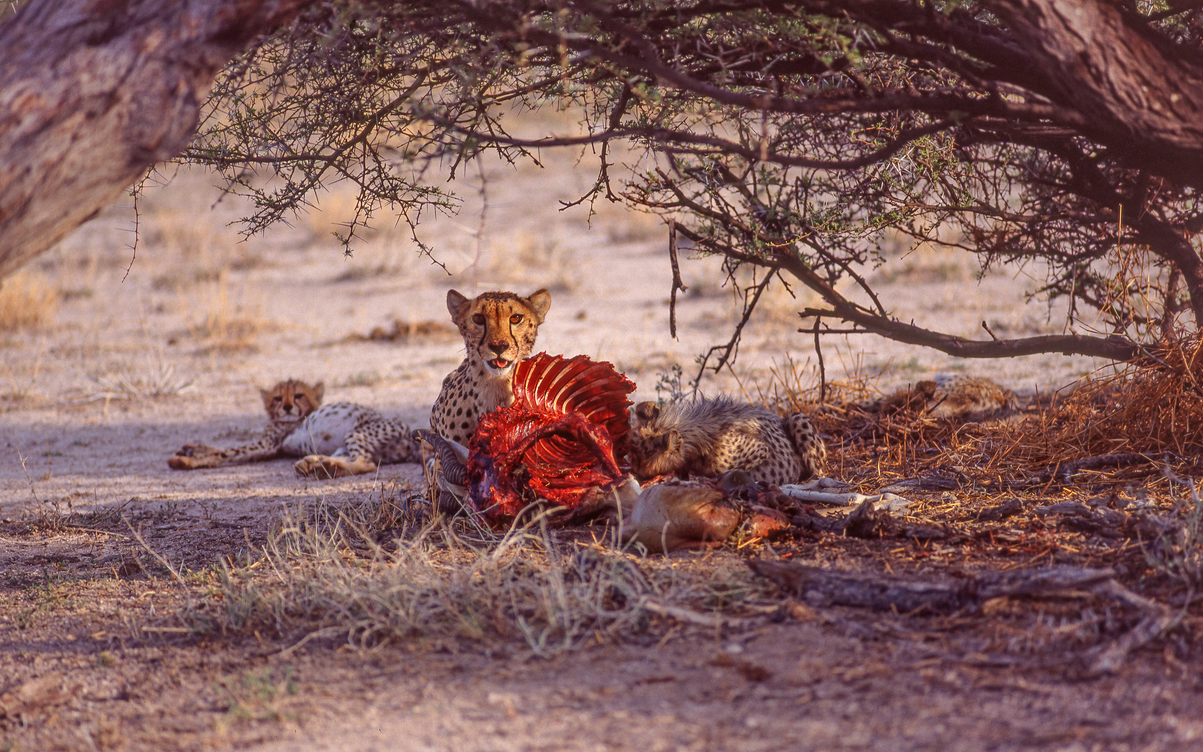 Basic public campsite on the edge of the Serengeti National Park, representative of the budget tier of Tanzania safari accommodation