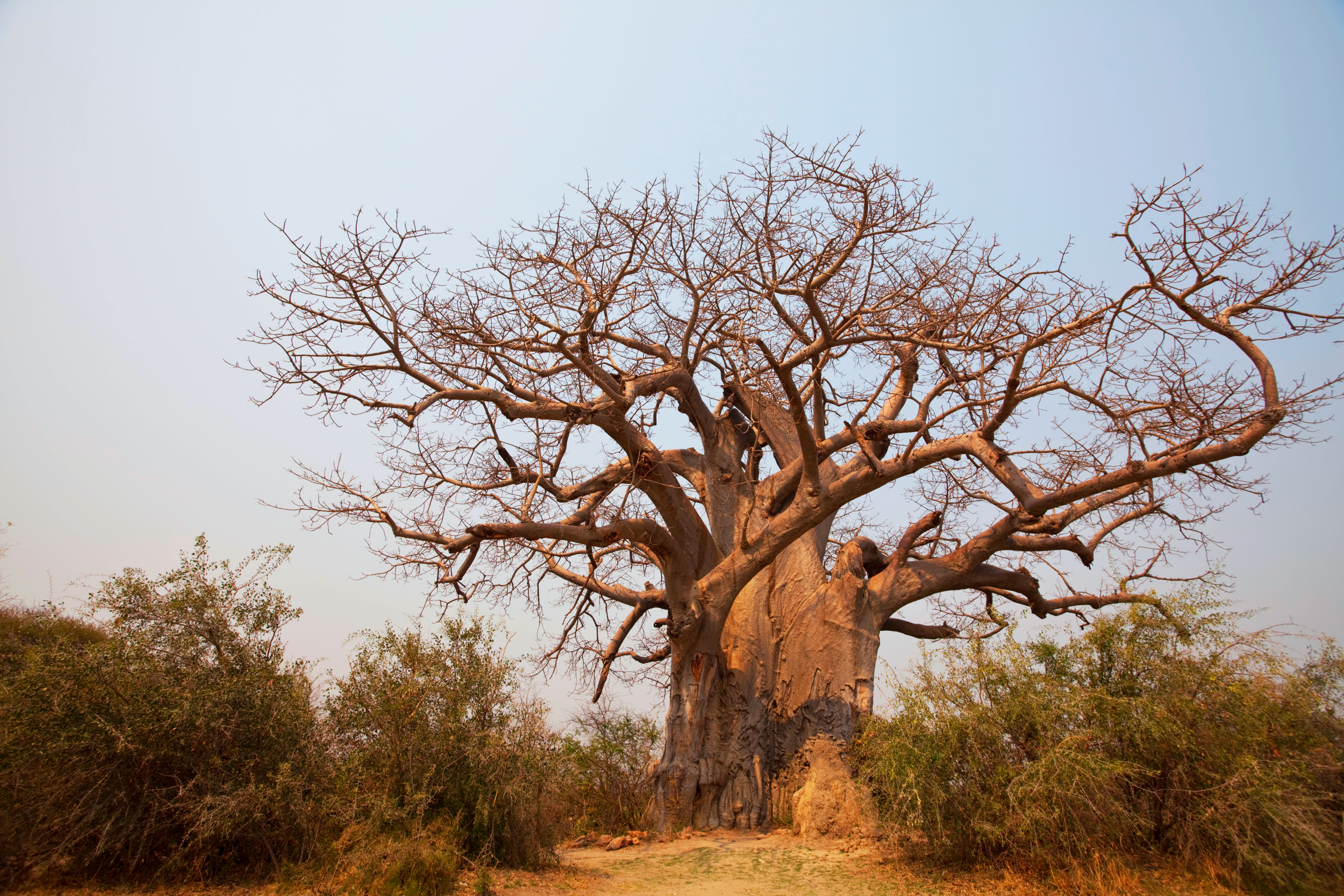 A safari vehicle and guide — the private-versus-shared choice is one of the biggest cost levers