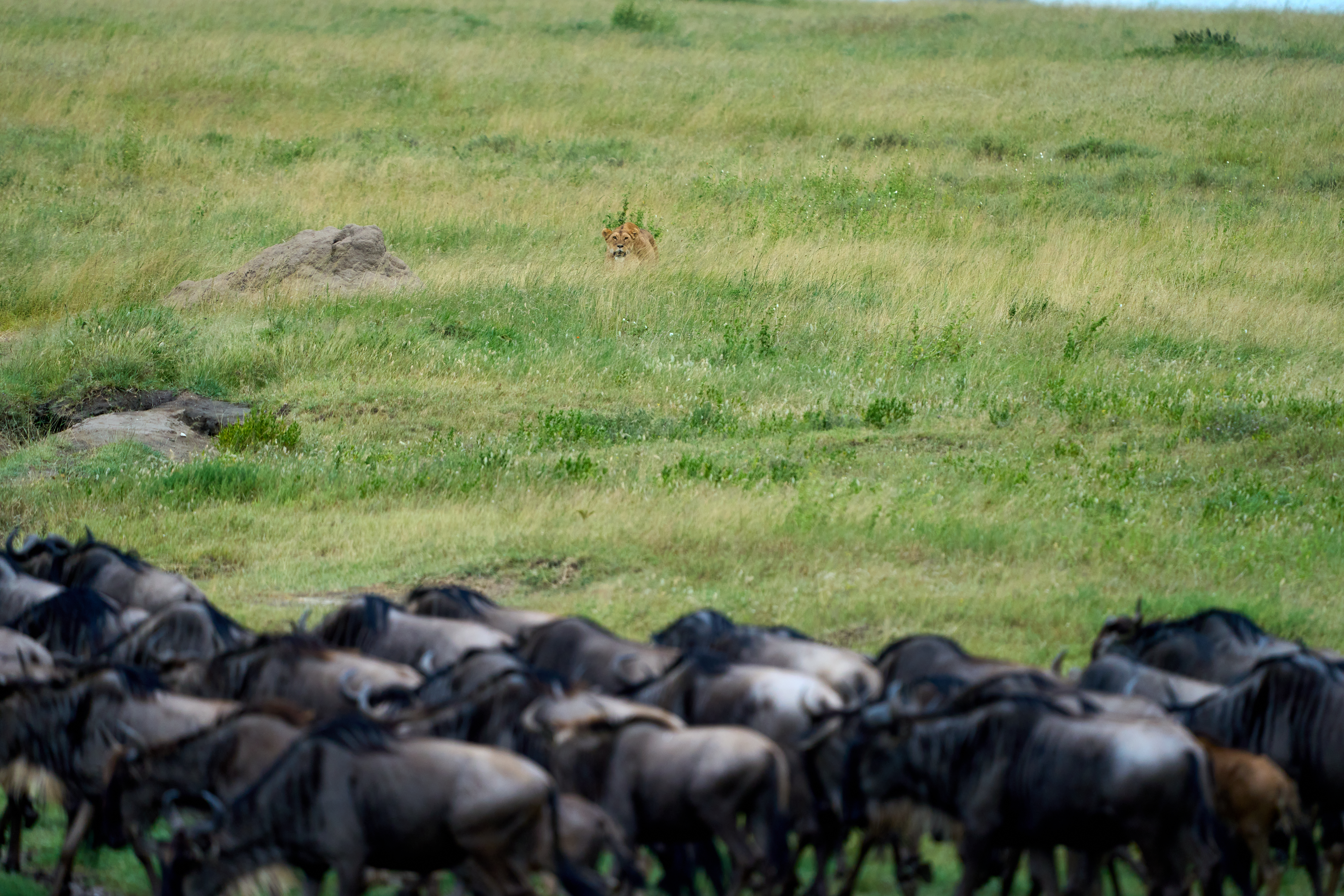 Newborn wildebeest calf taking its first steps on the Ndutu plains with mother