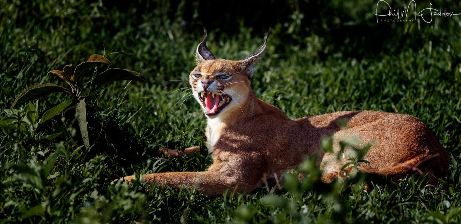 Caracal on the Ngorongoro crater floor — the black ear tufts are unmistakable, the sighting is not easily repeated