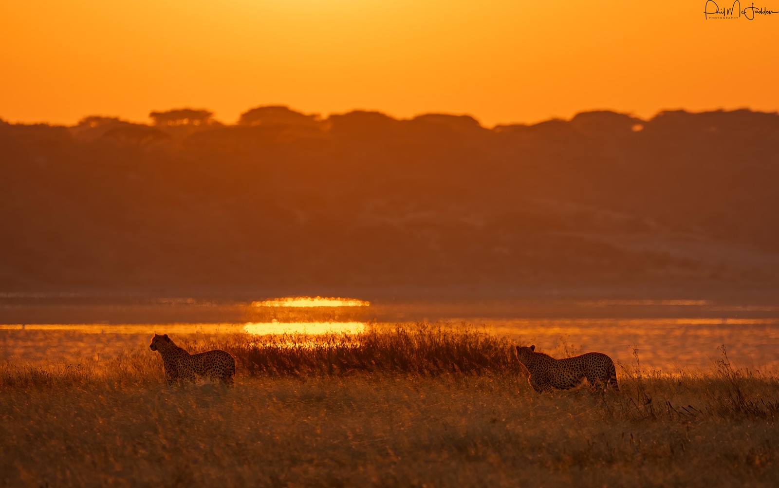 Cheetah are at their most visible and most successful during the calving weeks