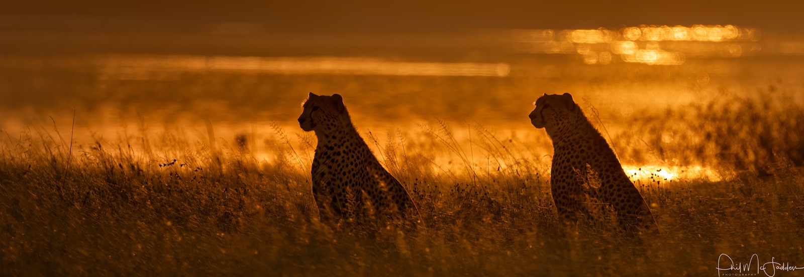 Cheetah hunt in daylight precisely because lion and hyena do not — a coalition scanning the plain in mid-morning