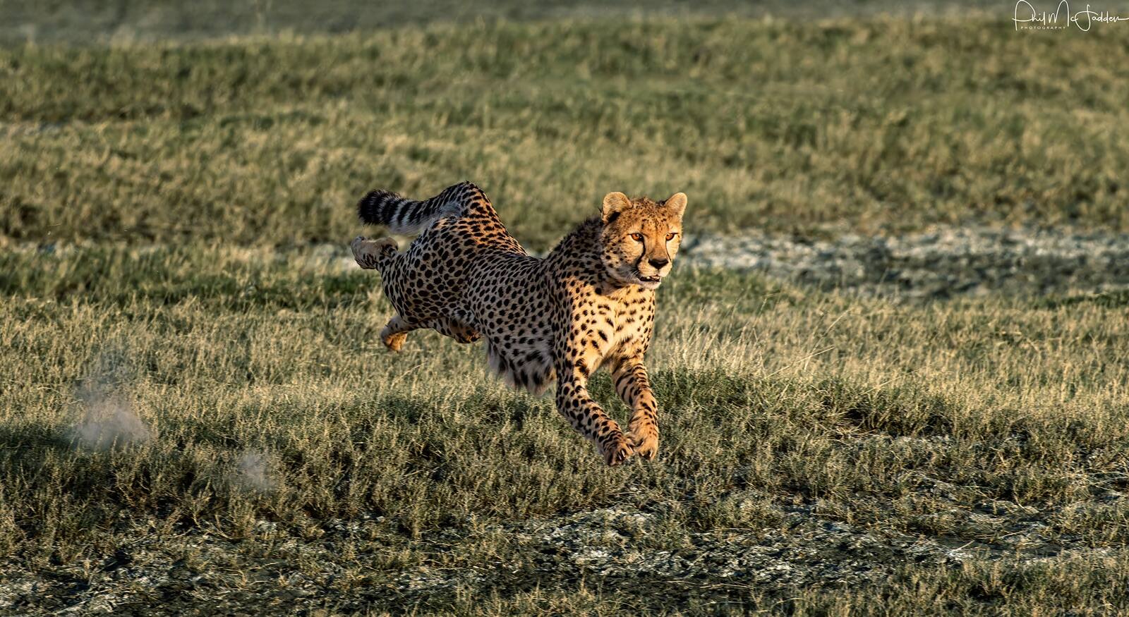 Working low and early — the short-grass plains produce heavy heat shimmer by mid-morning