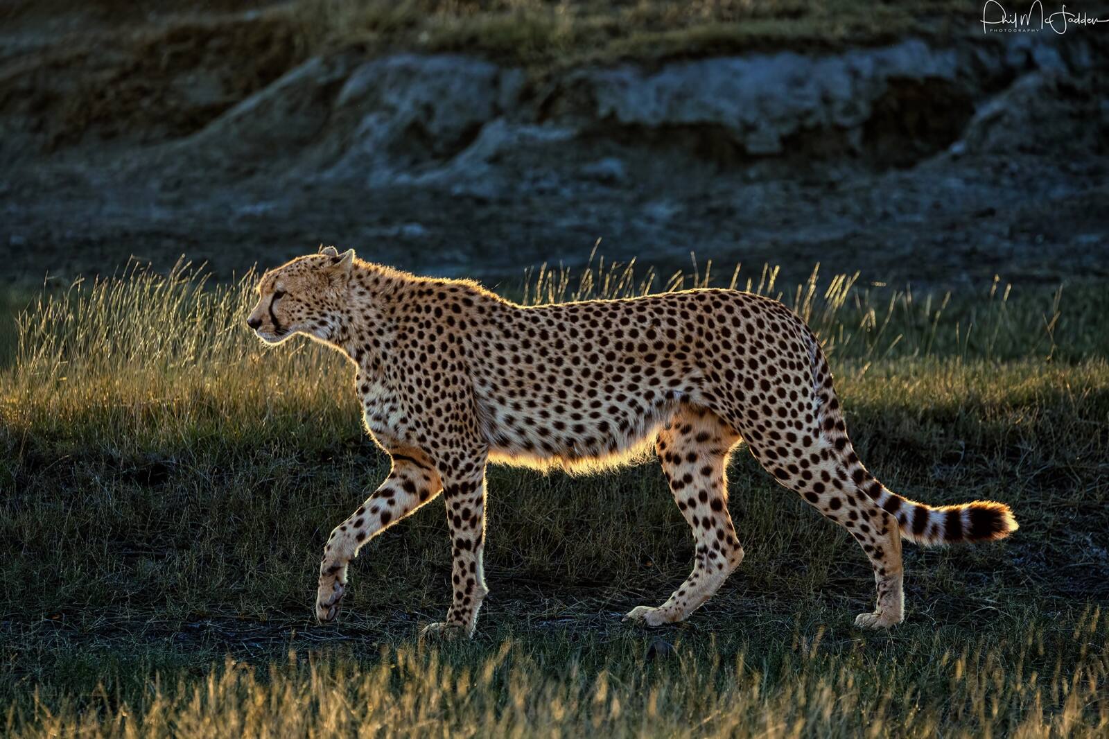 A coalition of male cheetah on the short-grass plains near Ndutu, southern Serengeti