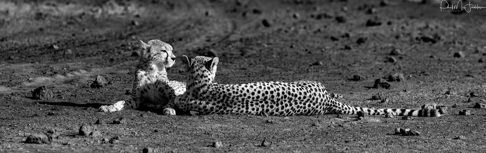 Cheetah mother and cub on the Ndutu Plains, Tanzania
