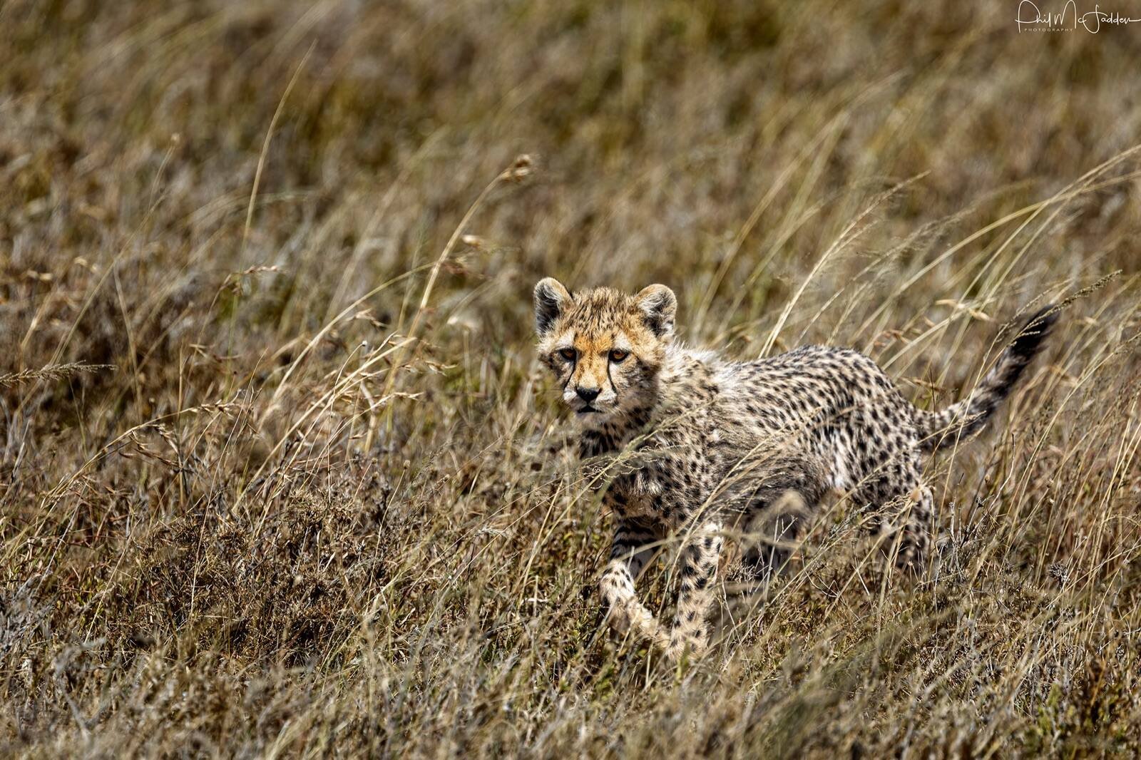Cheetah and cubs near Sametu, central Serengeti