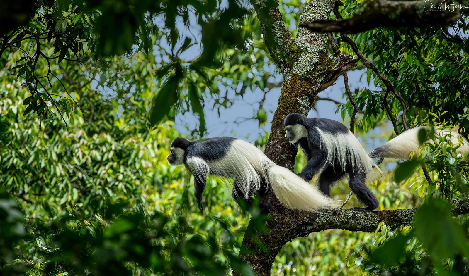 Colobus monkey in Arusha National Park — Tanzania has its own primates, though gorilla trekking means crossing into Rwanda or Uganda