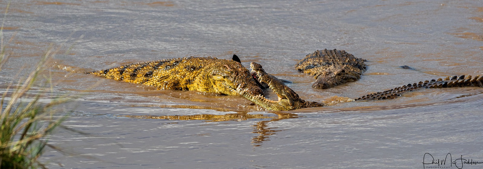 Nile crocodile hold station at the crossing points through the migration months