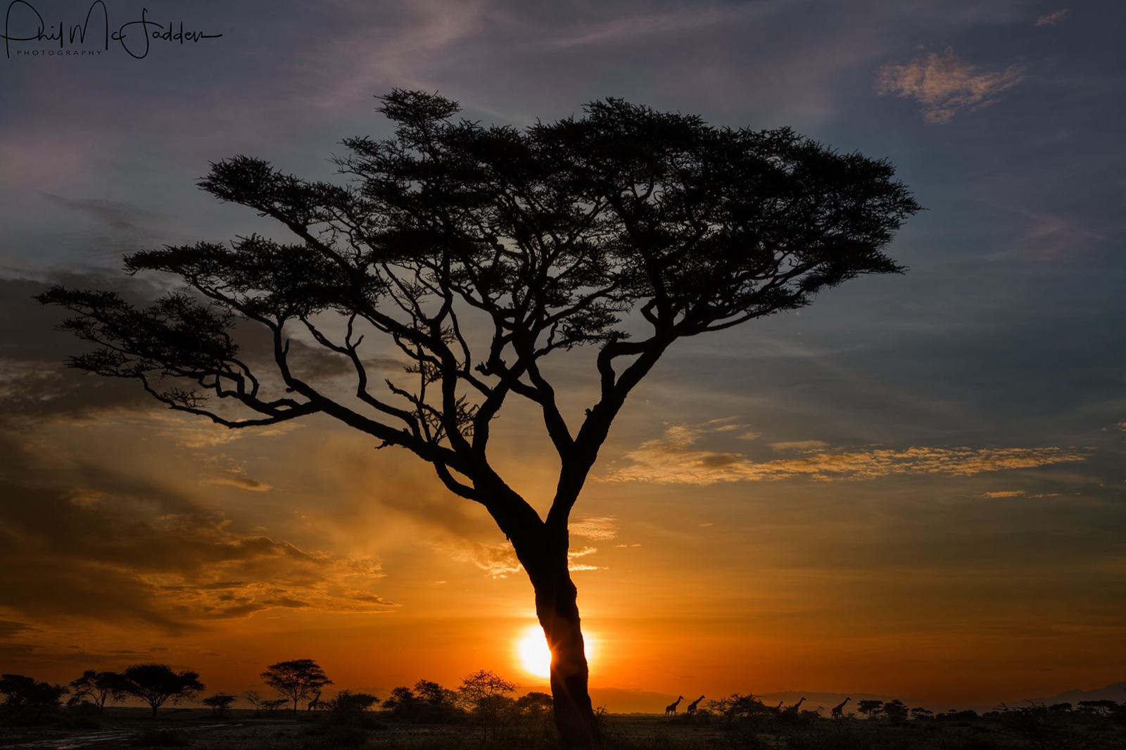 Giraffe at dawn — expose for the sky and let the animal fall into silhouette