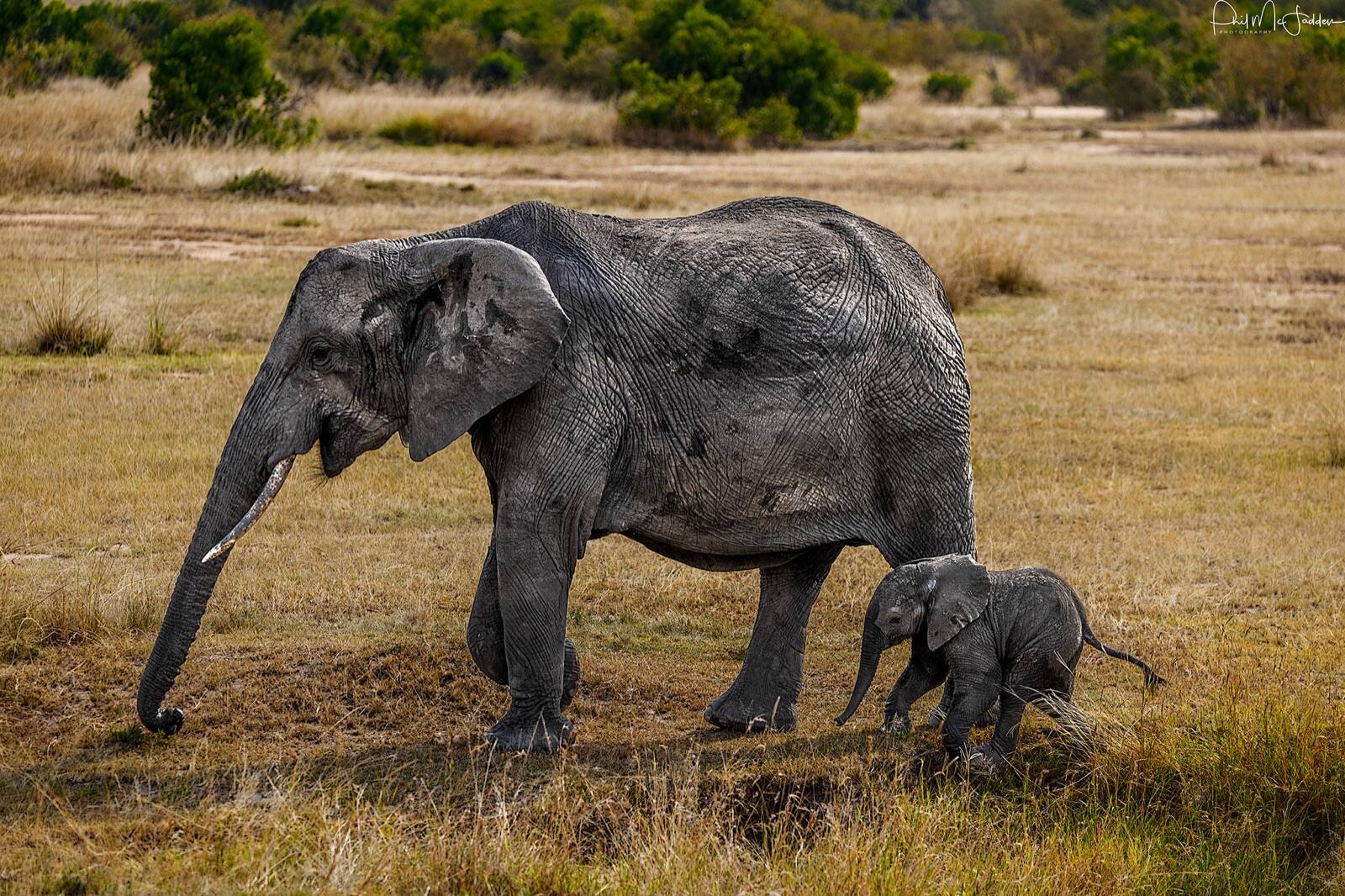 Young elephant in the herd — children connect with animal families far more readily than with species checklists