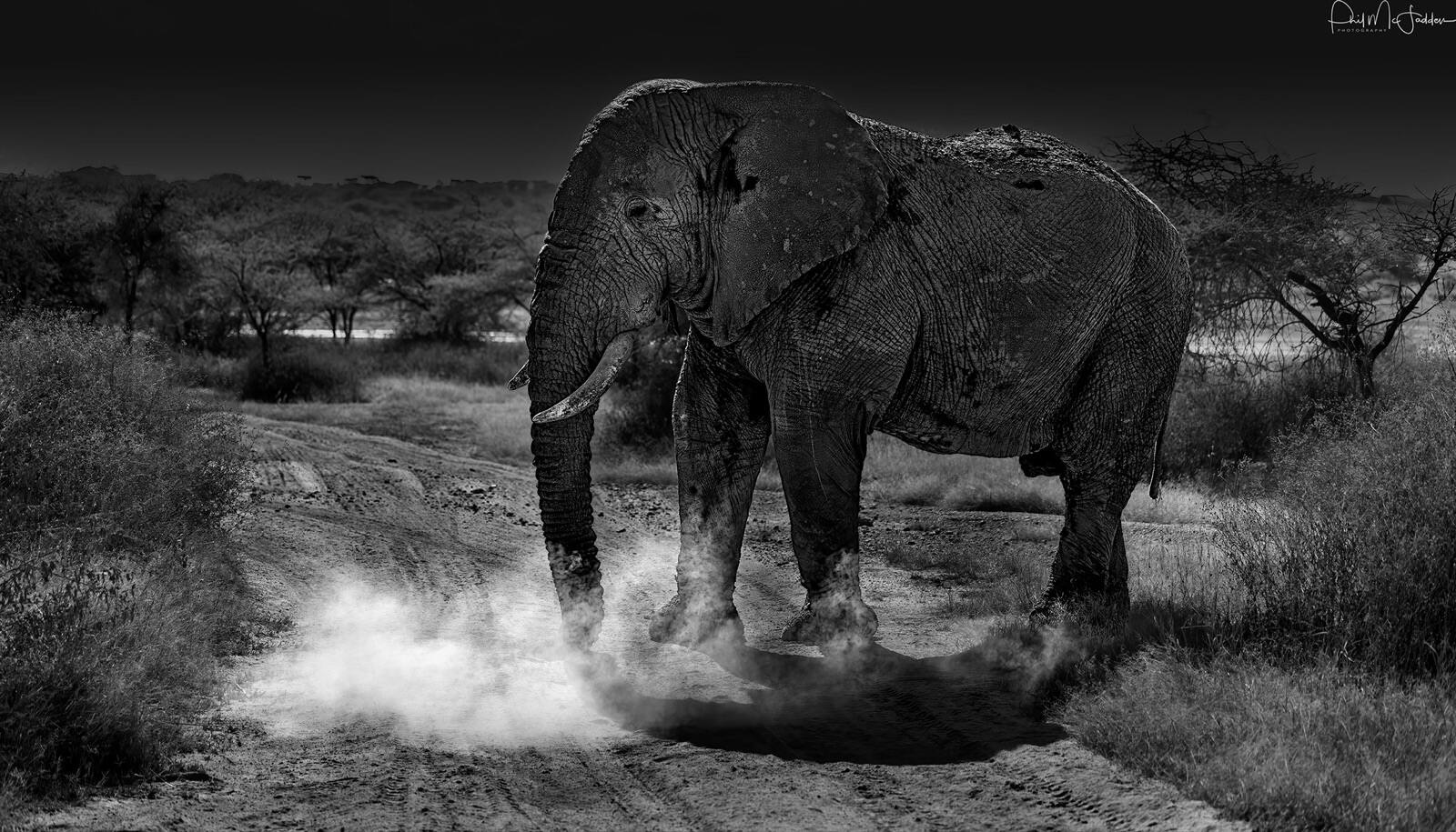 An elephant bull throwing dust — the wide lens most first-time safari photographers forget to bring