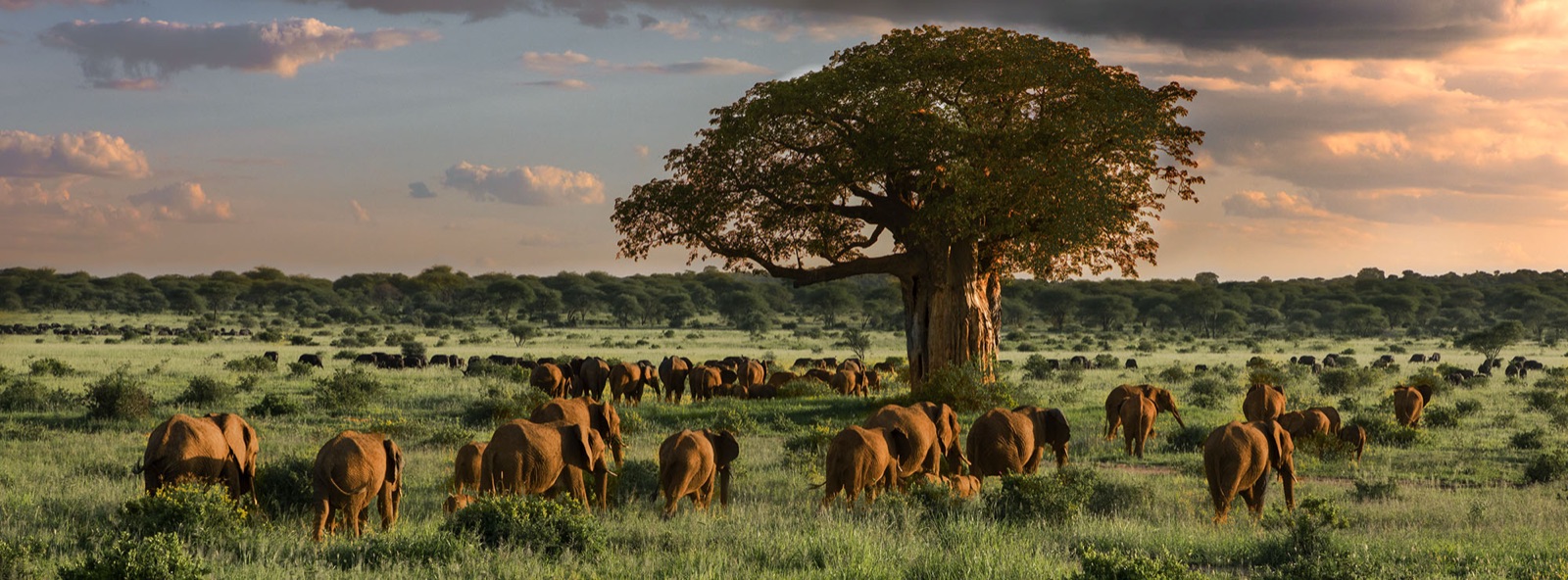 Tarangire's baobabs and open horizons make it the best night-sky composition on the northern circuit