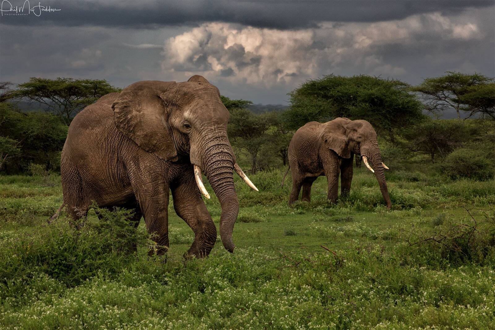 Elephant herd in Tarangire National Park, Tanzania