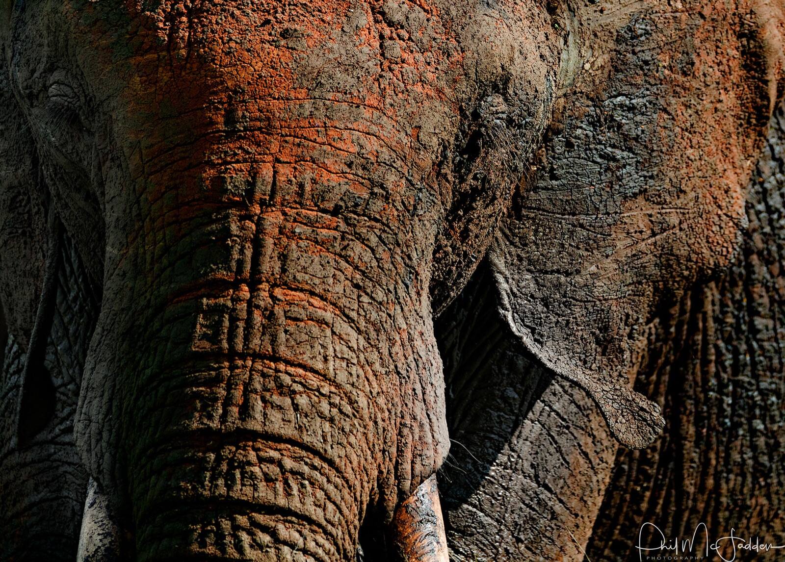 Elephant herds in Tarangire — visible family structure is what holds a child's attention