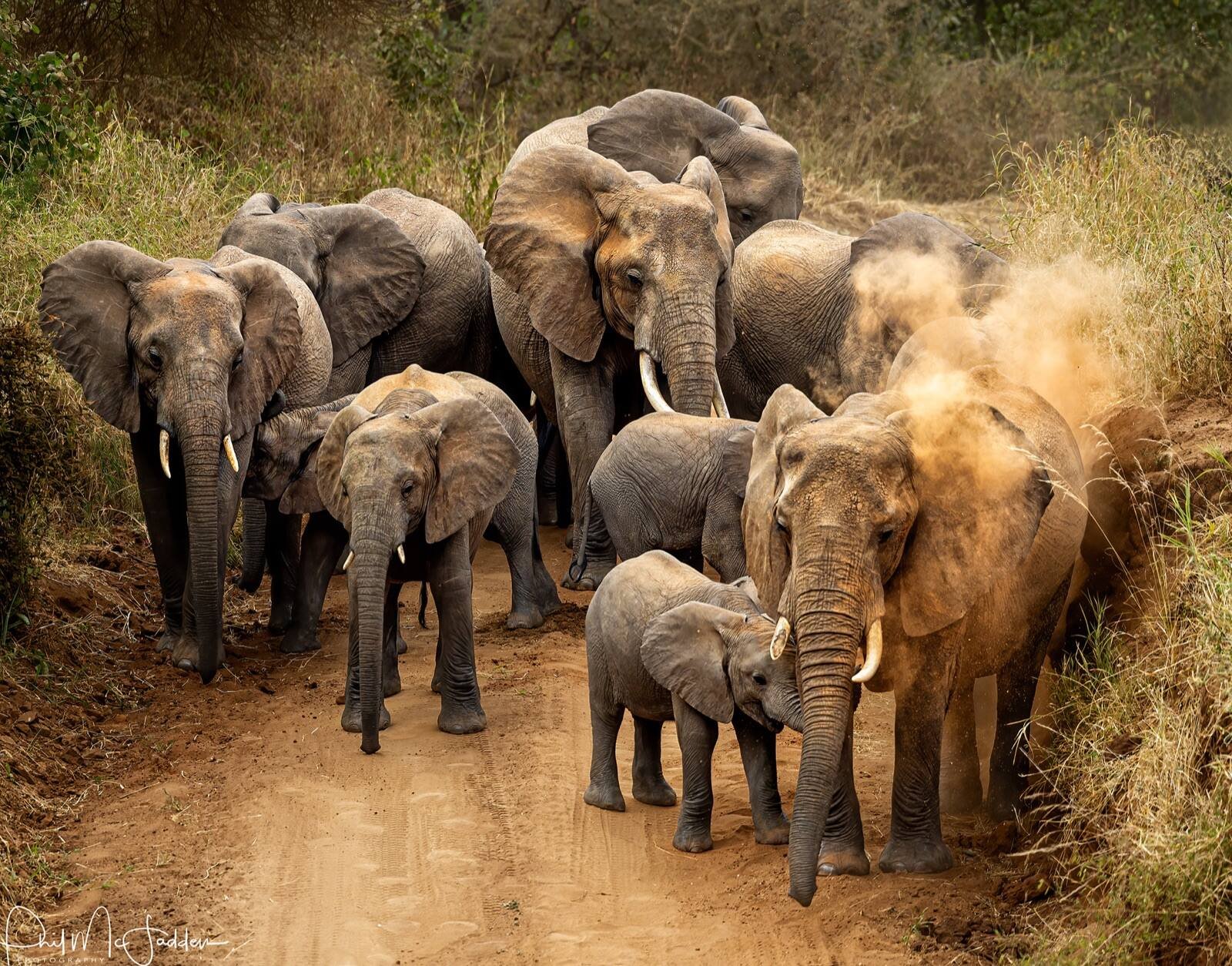 Elephants in Tarangire, the park's main attraction, especially in the dry season