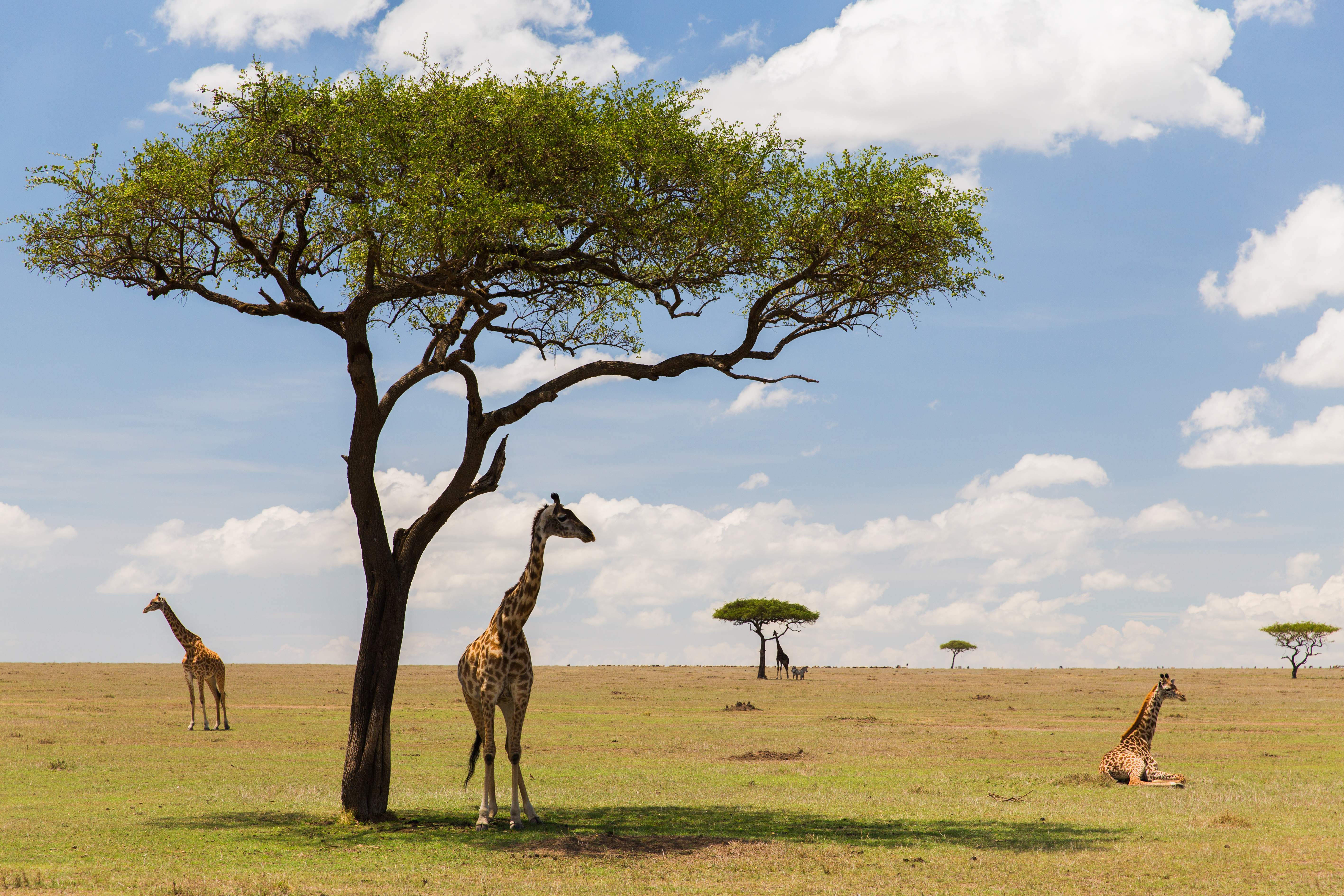 Expert safari guide crouching to examine animal tracks in the Serengeti dust