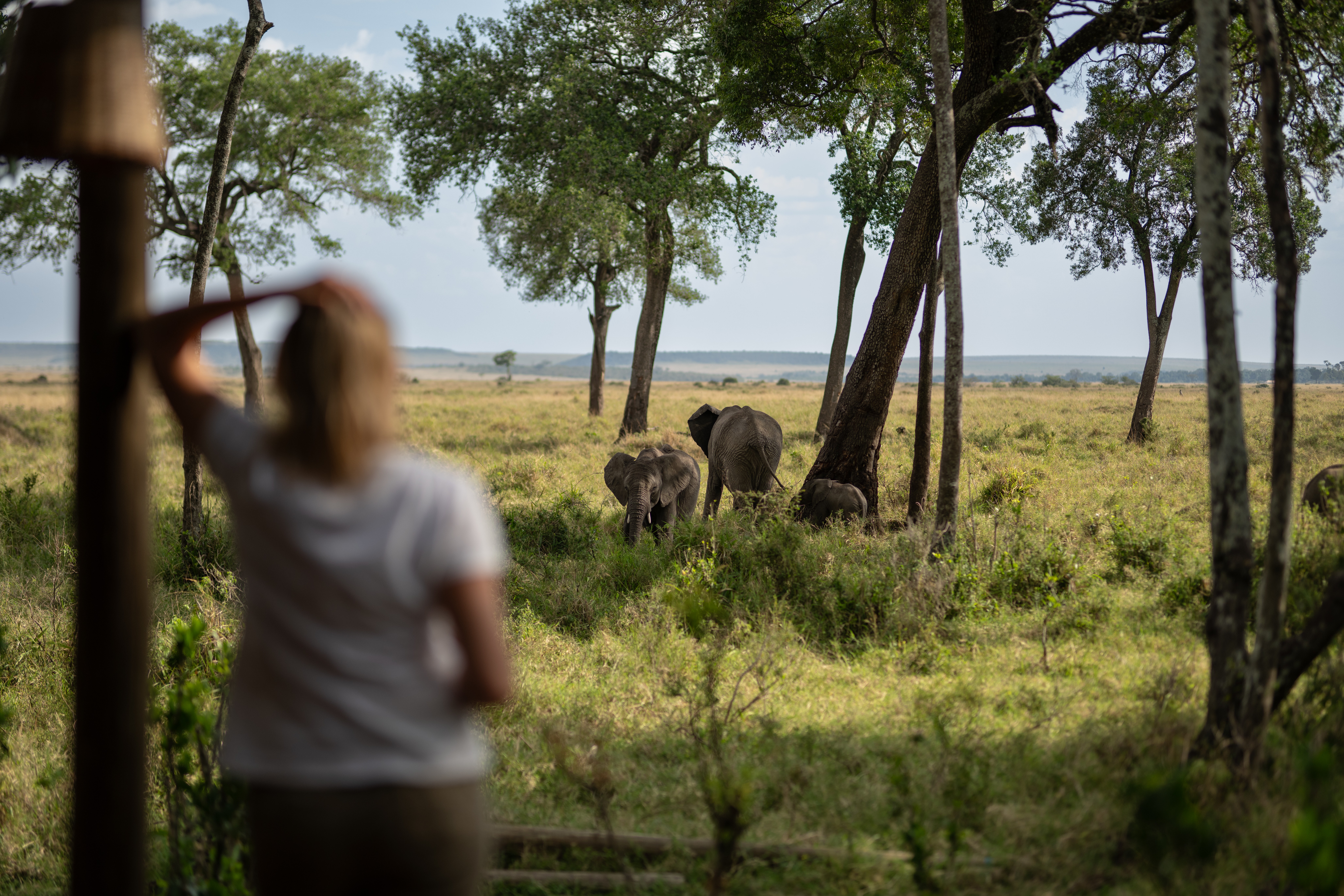 First-time safari guests watching elephants from their private vehicle in Tanzania