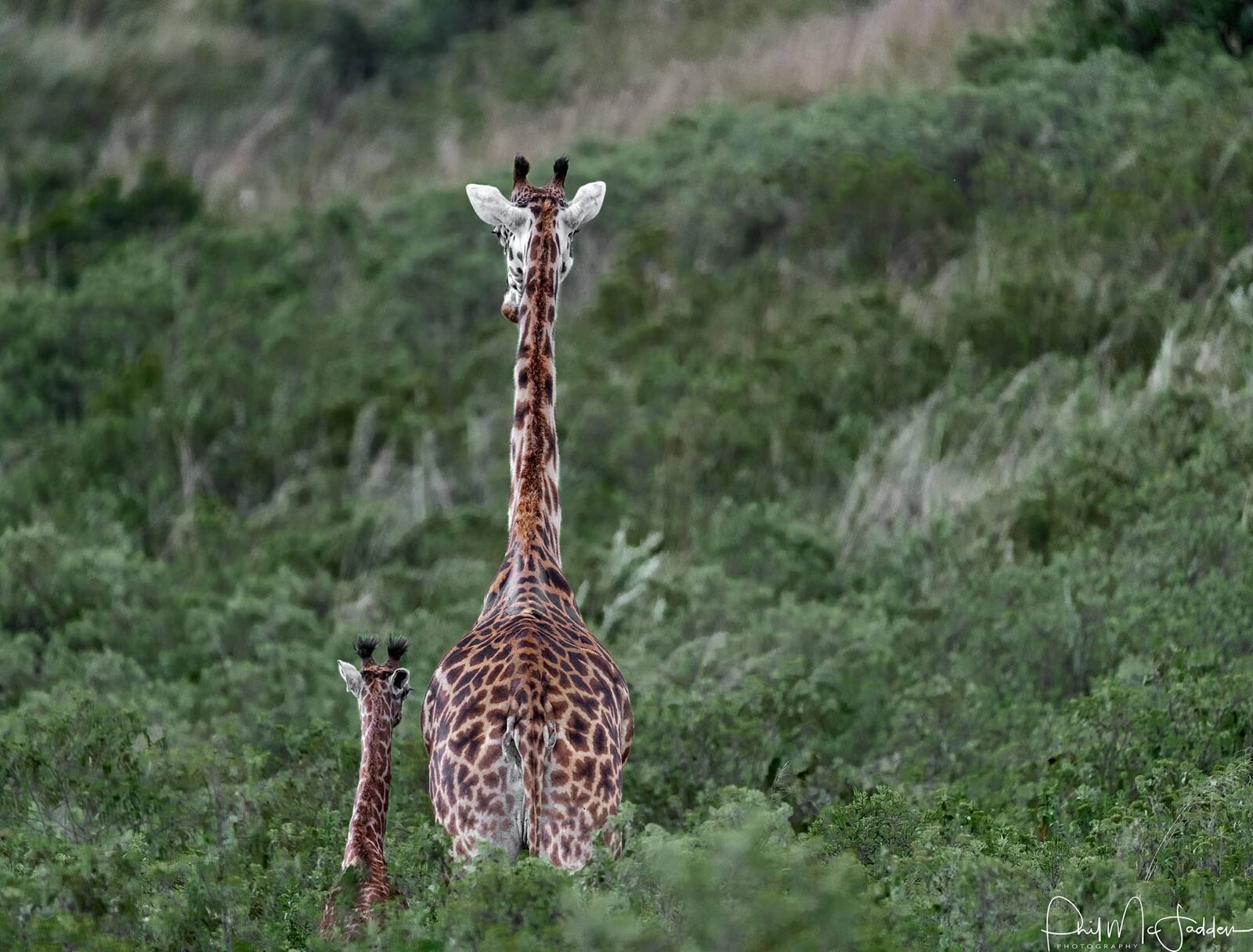 Giraffe in Arusha National Park — close to town, easy to reach, and one of the few parks where you can walk