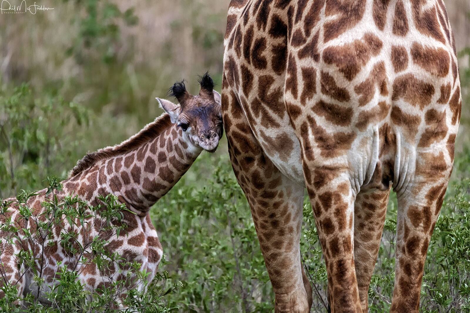 Arusha National Park is close to town, gentle to reach, and permits walking — an ideal first day for families