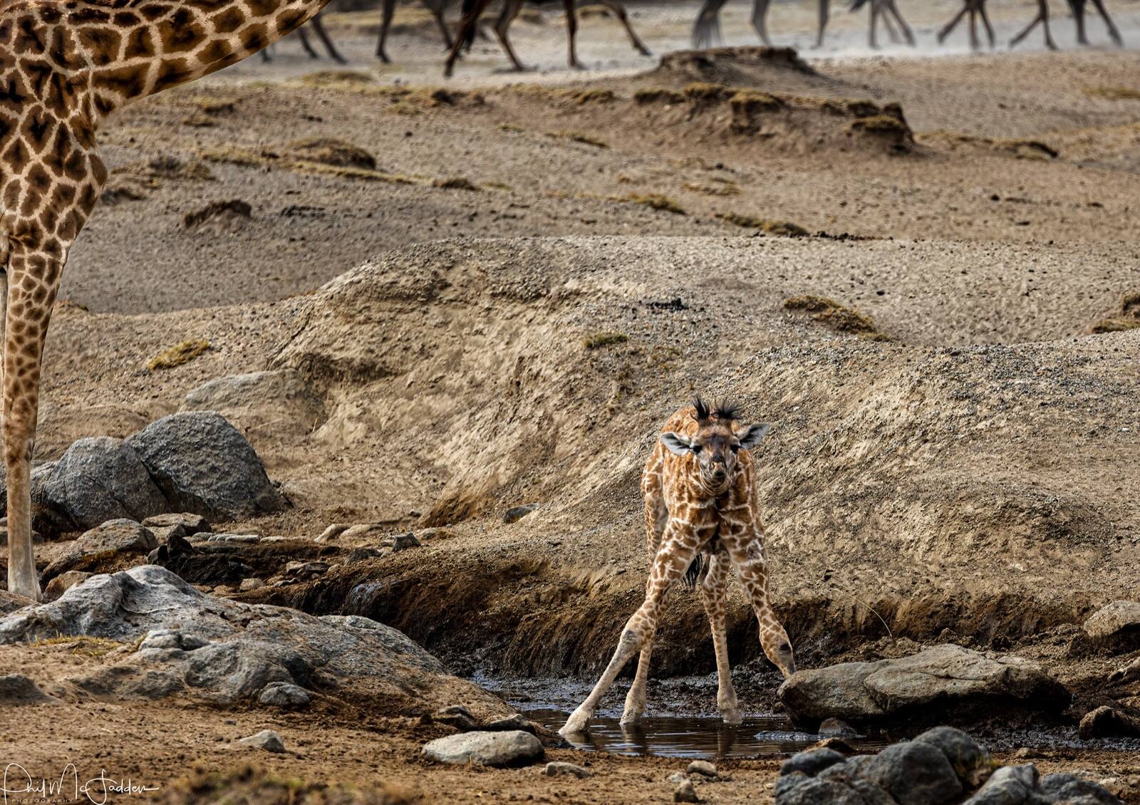 The night is when much of the ecosystem is actually working — ask your guide to name what you are hearing