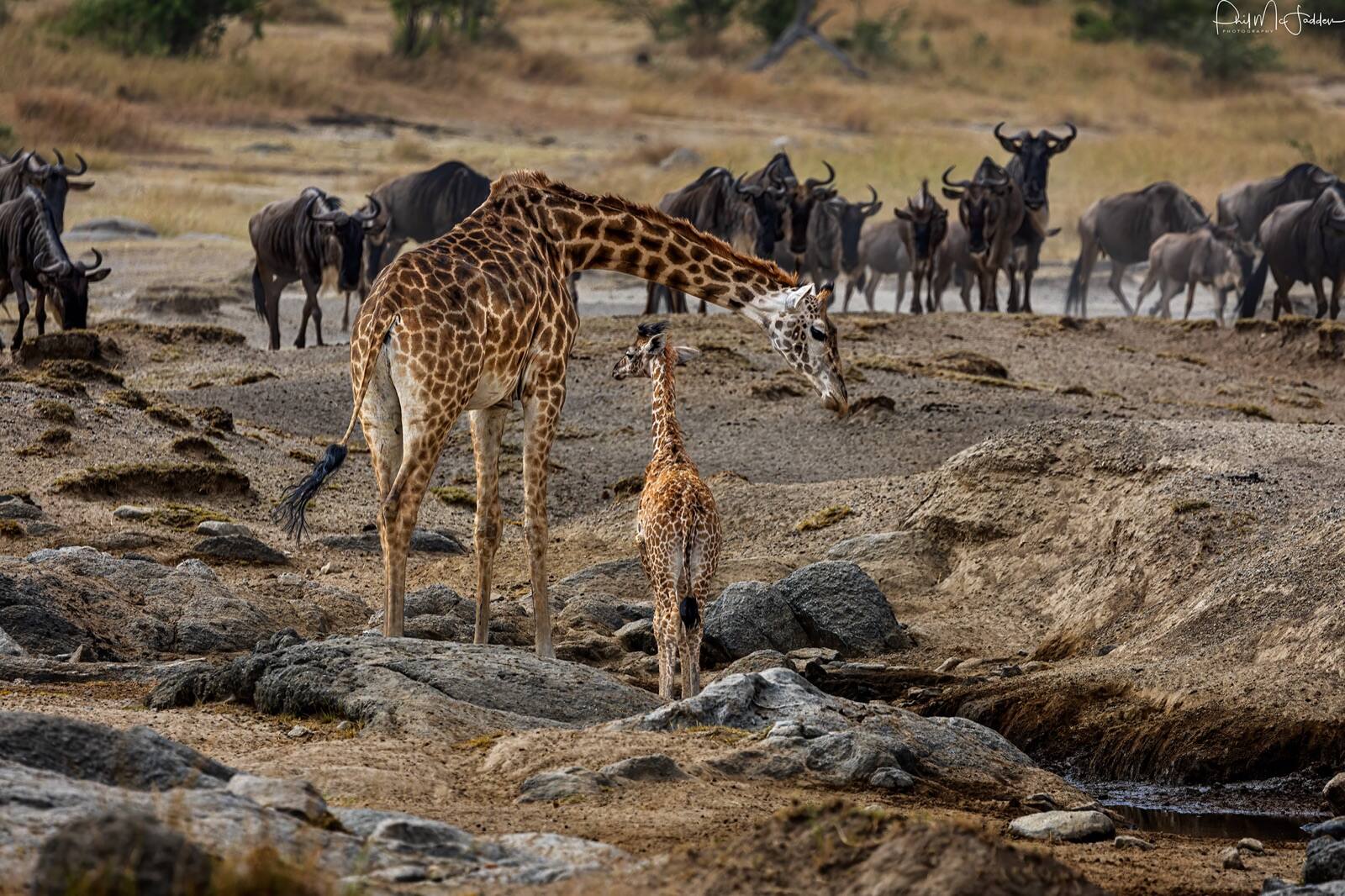 Giraffe concentrate in acacia and riverine woodland rather than open plain — they eat trees