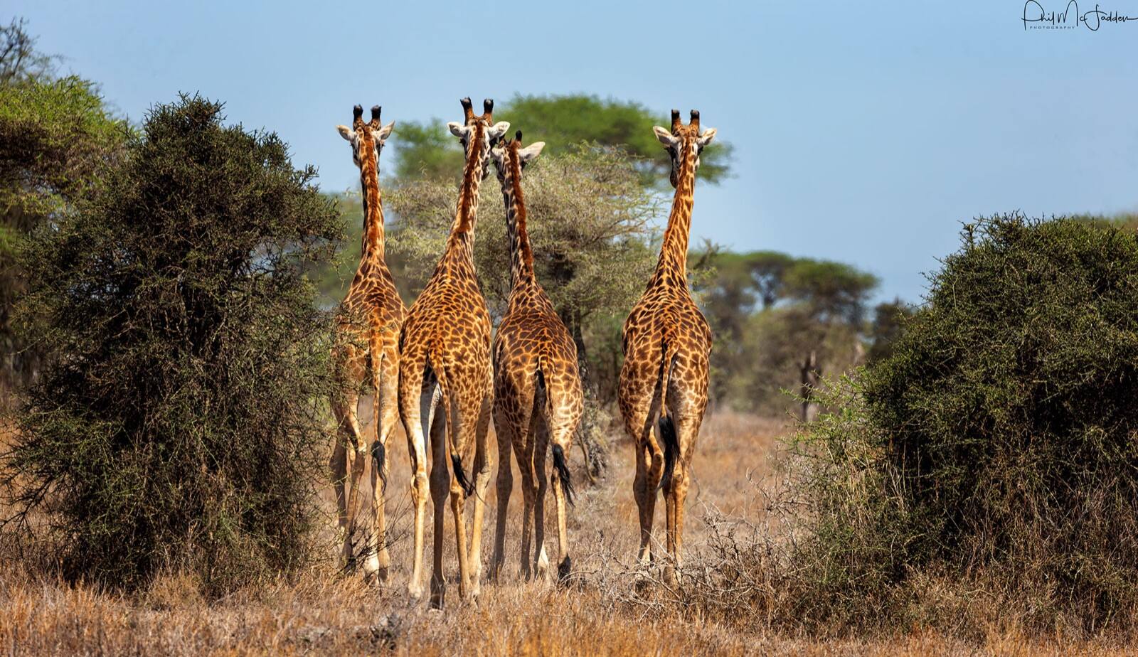 Females with calves of similar age form crèches, leaving young under shared supervision while they browse