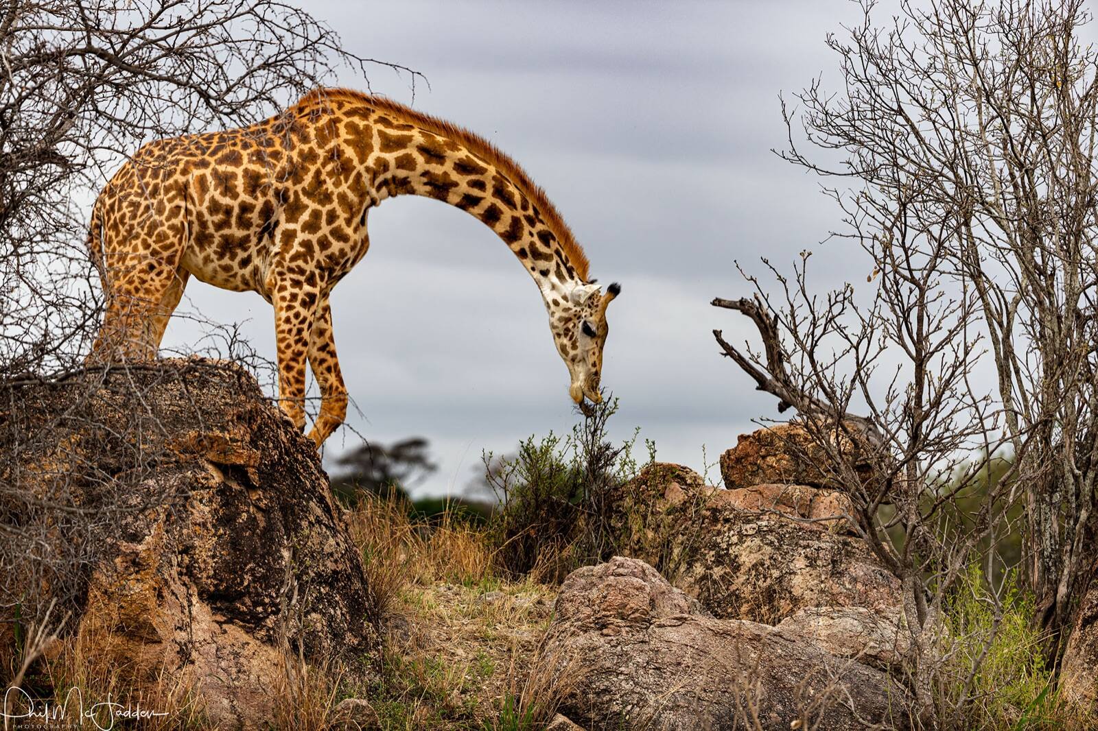 The Maasai giraffe's irregular, jagged patches distinguish it from the clean polygons of the reticulated giraffe