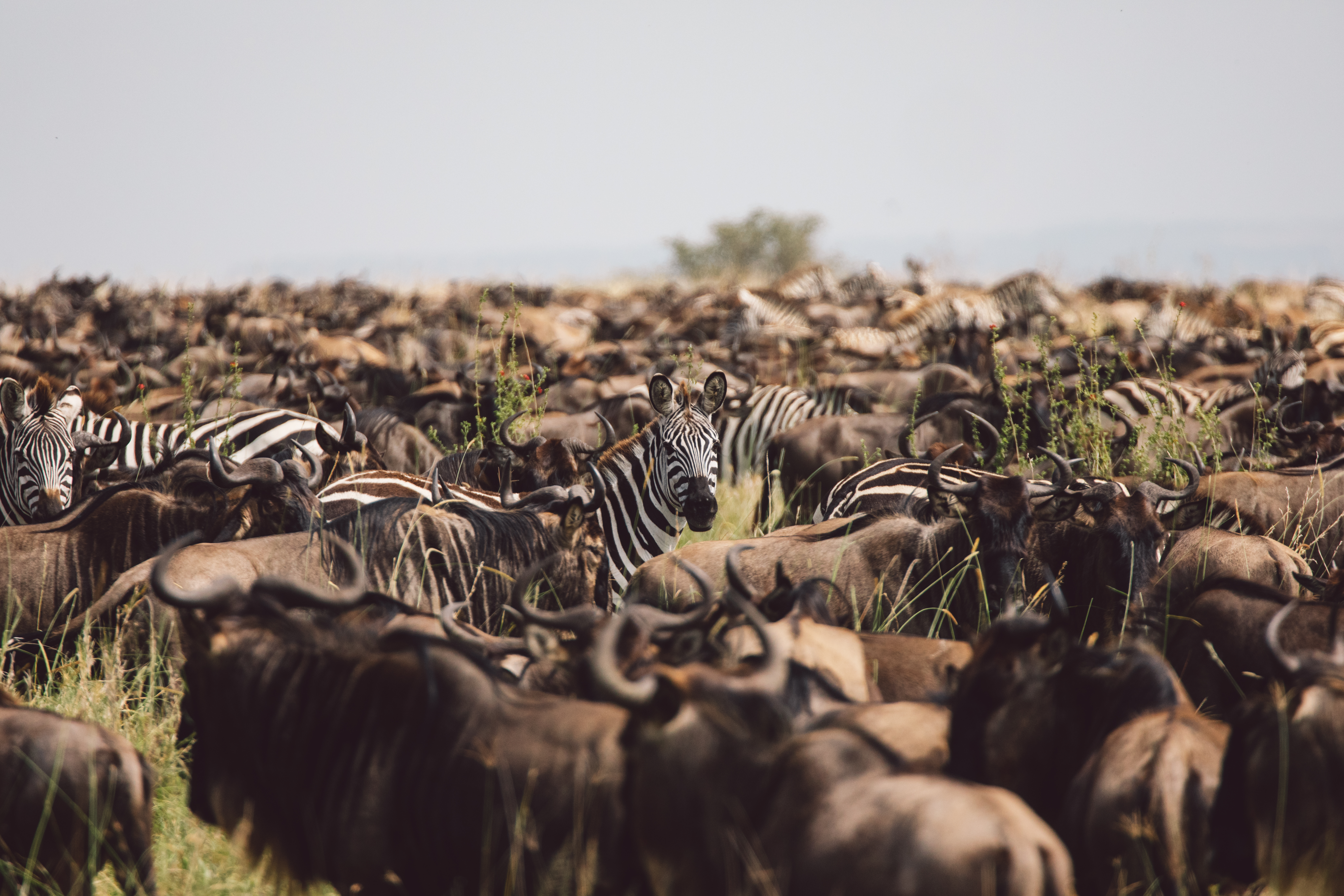 Map showing the annual Great Migration circuit across Tanzania's Serengeti and Kenya's Masai Mara — the wildlife journey that connects Kenya and Tanzania safaris