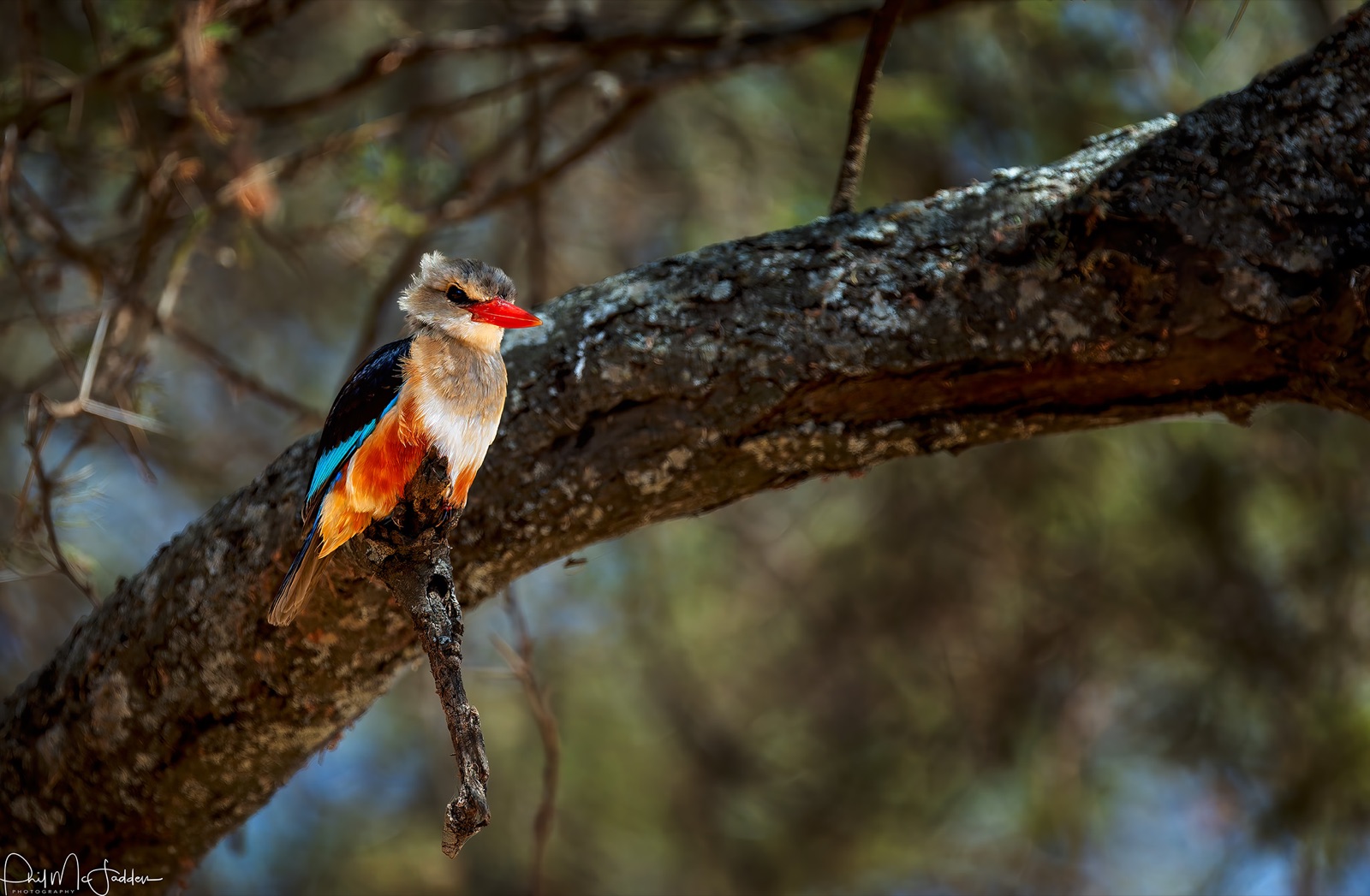 The grey-headed kingfisher hunts from low perches along the Tarangire River