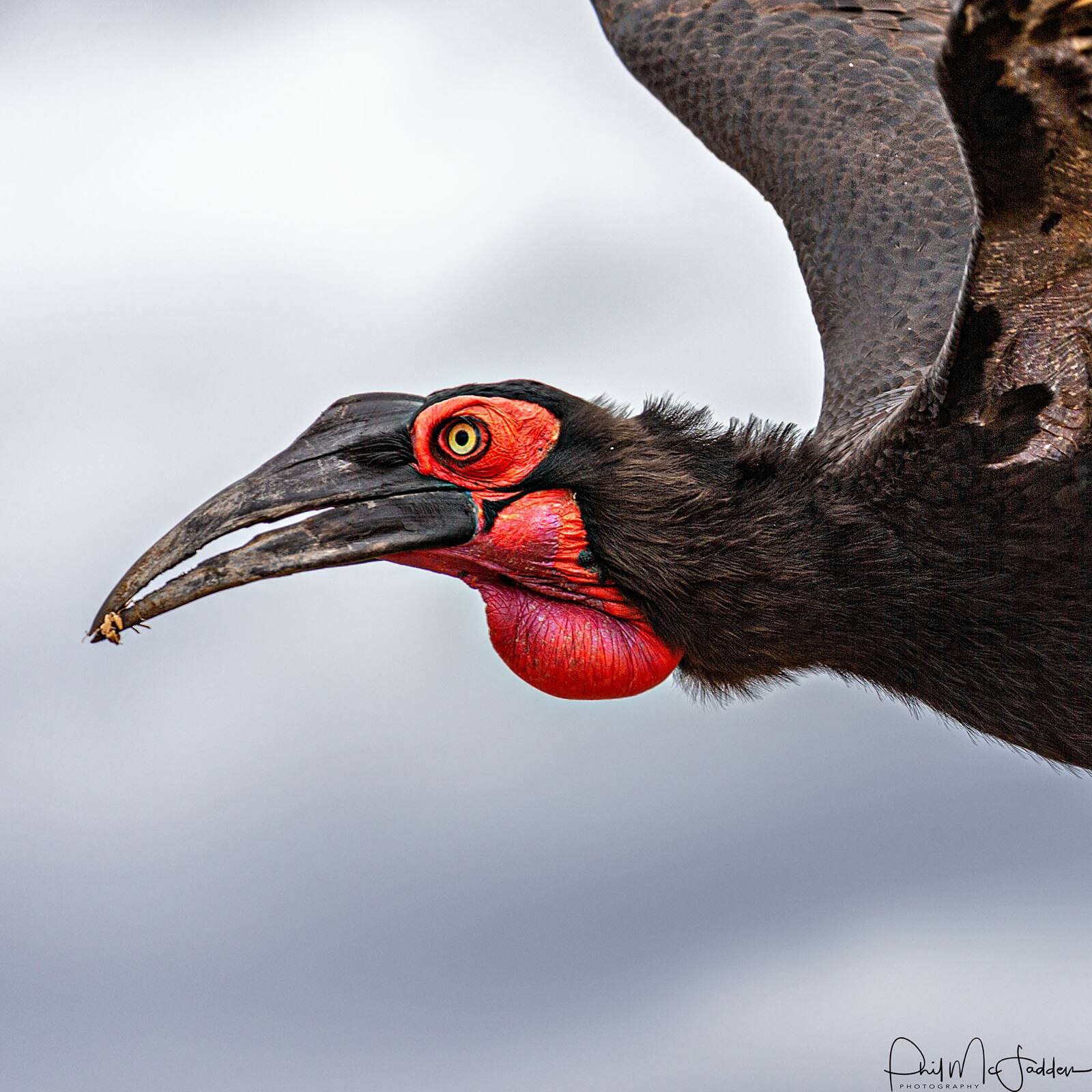 Southern ground hornbill move in family groups through the grass — long-lived, slow-breeding and increasingly scarce