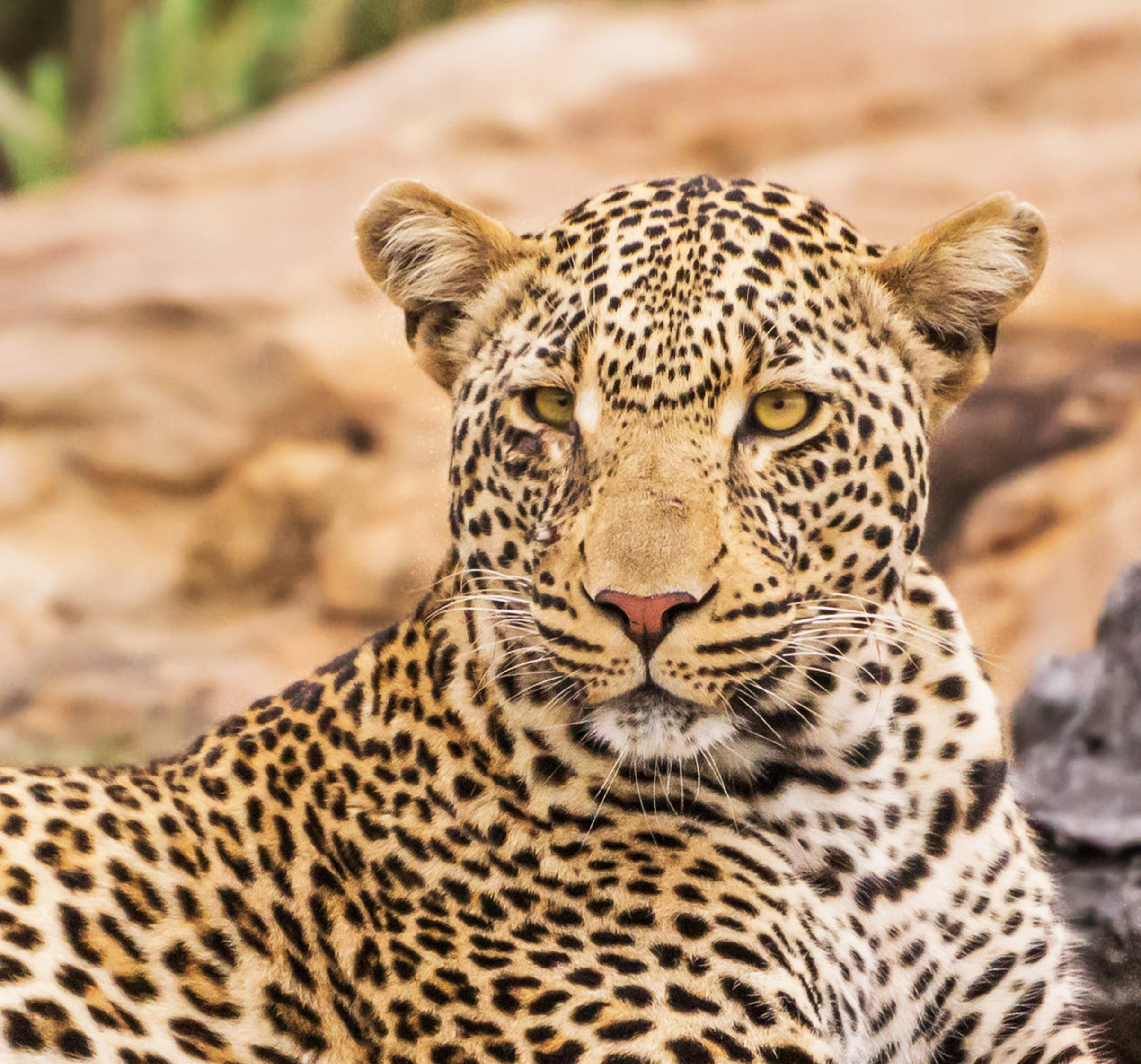 Luxury safari consultant planning a Tanzania safari itinerary with maps and camp brochures for a discerning traveller