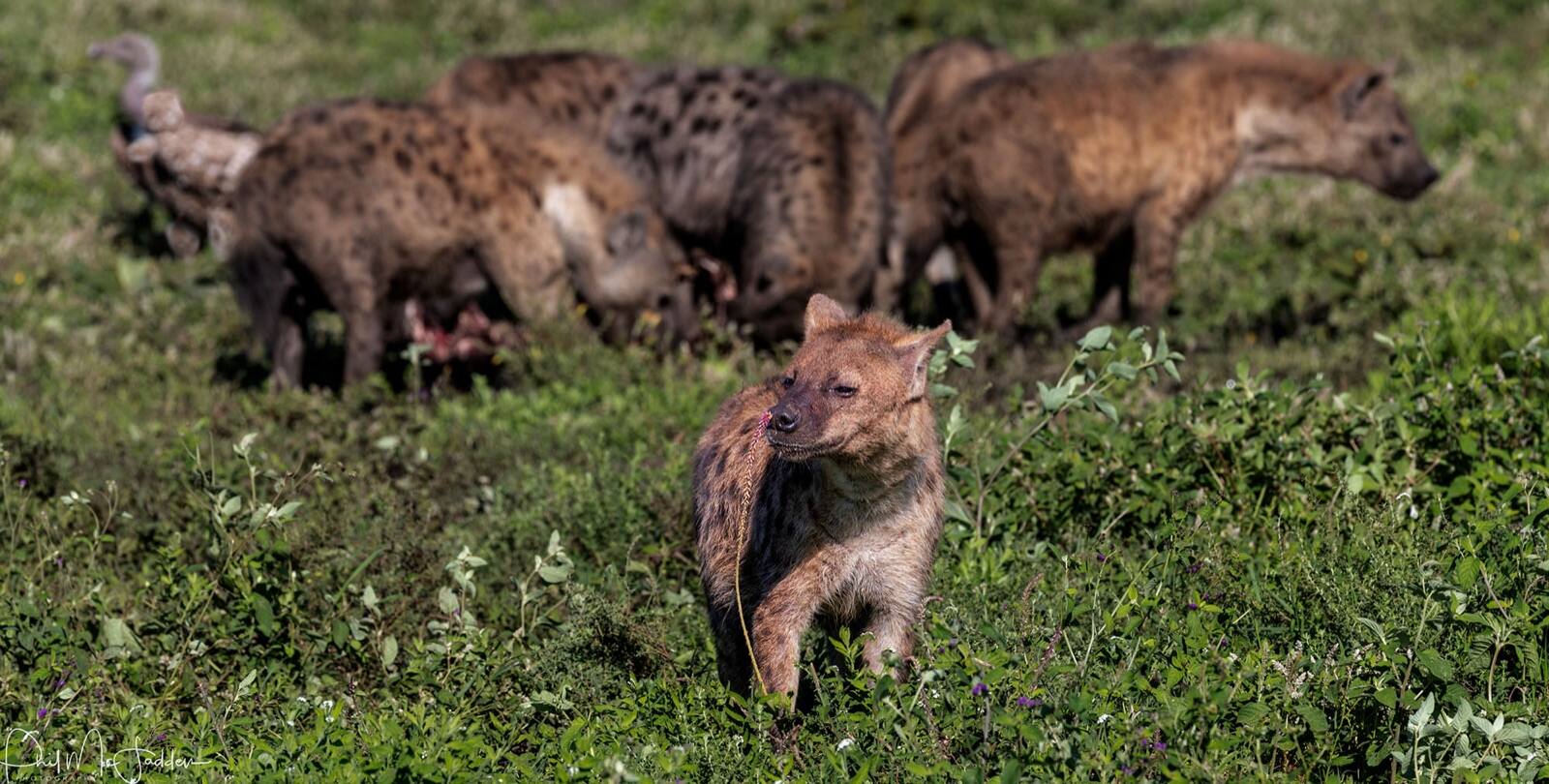 A spotted hyena at a carcass near Ndutu — more often the hunter than the thief