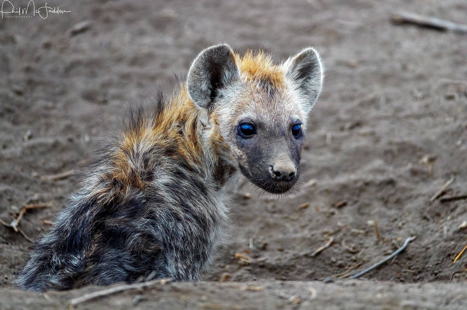 Communal dens hold cubs from several mothers — the tunnels are deliberately too narrow for an adult lion