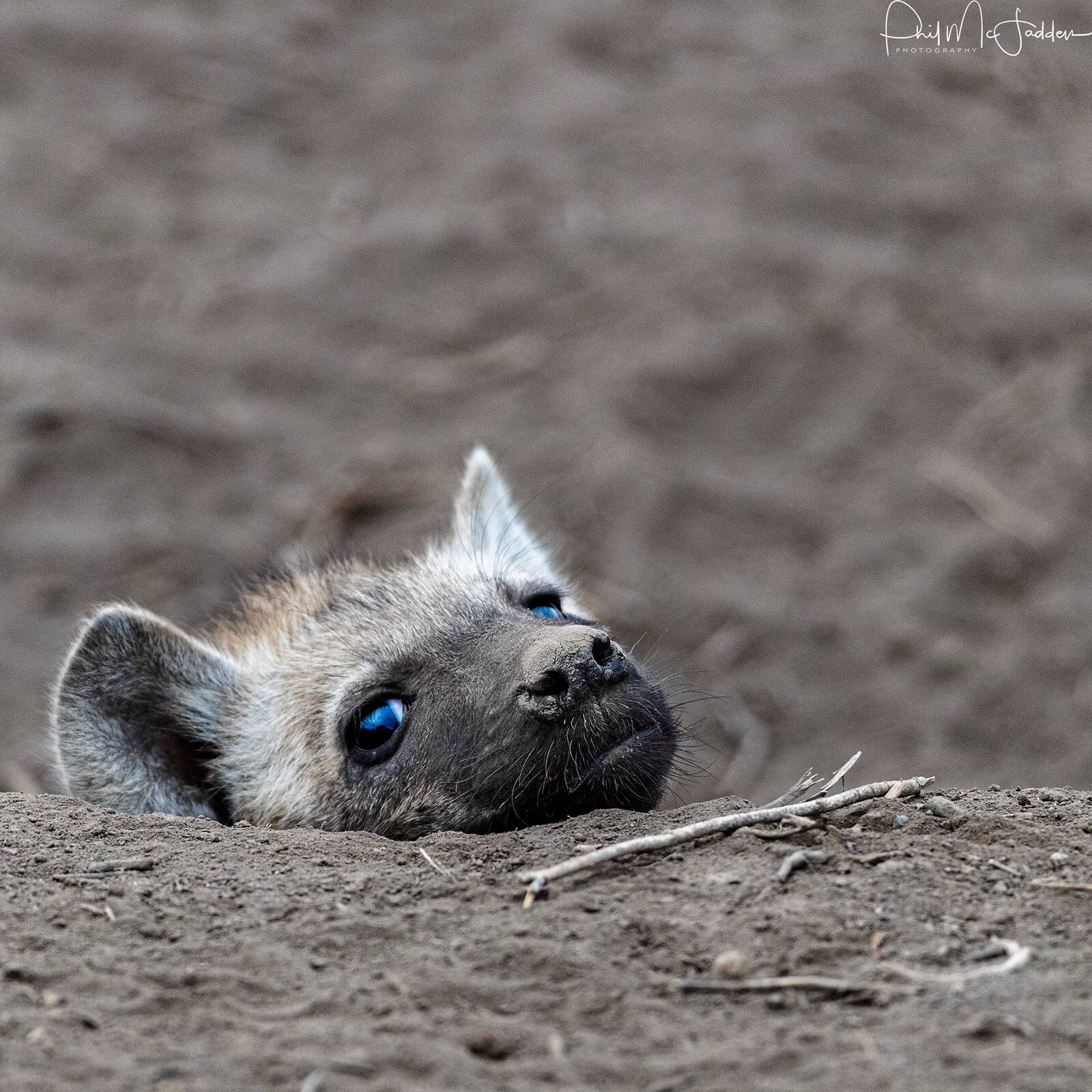 Hyena raise cubs on the plains through the calving months, when food is at its most abundant