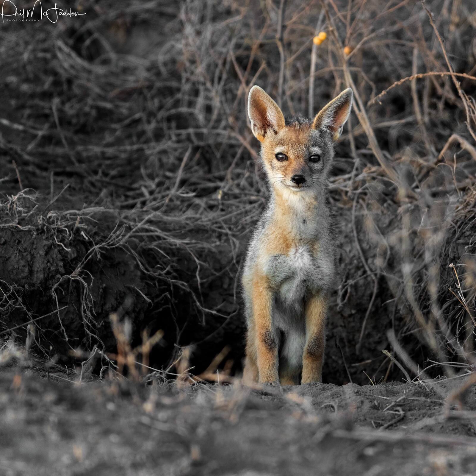 Jackal pups at a den — both parents raise the litter and older siblings often stay on to help