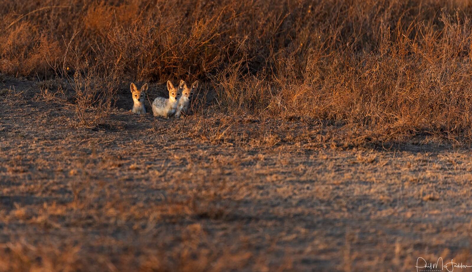Jackal pups at Ndutu — the green season is when almost everything on the plains is raising young