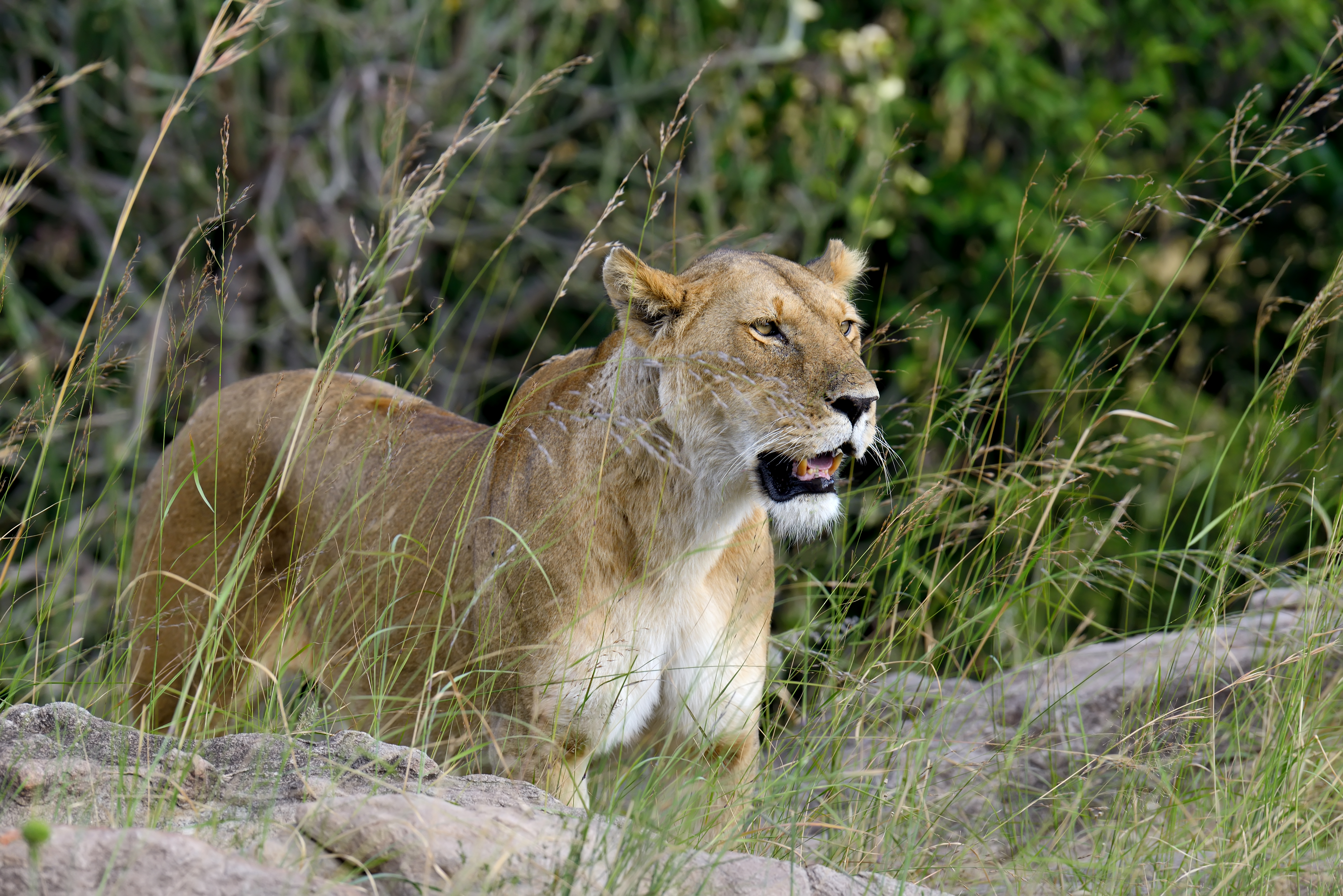 Aerial view of the Masai Mara ecosystem in Kenya connecting seamlessly with Tanzania's Serengeti on a combined Kenya and Tanzania safari