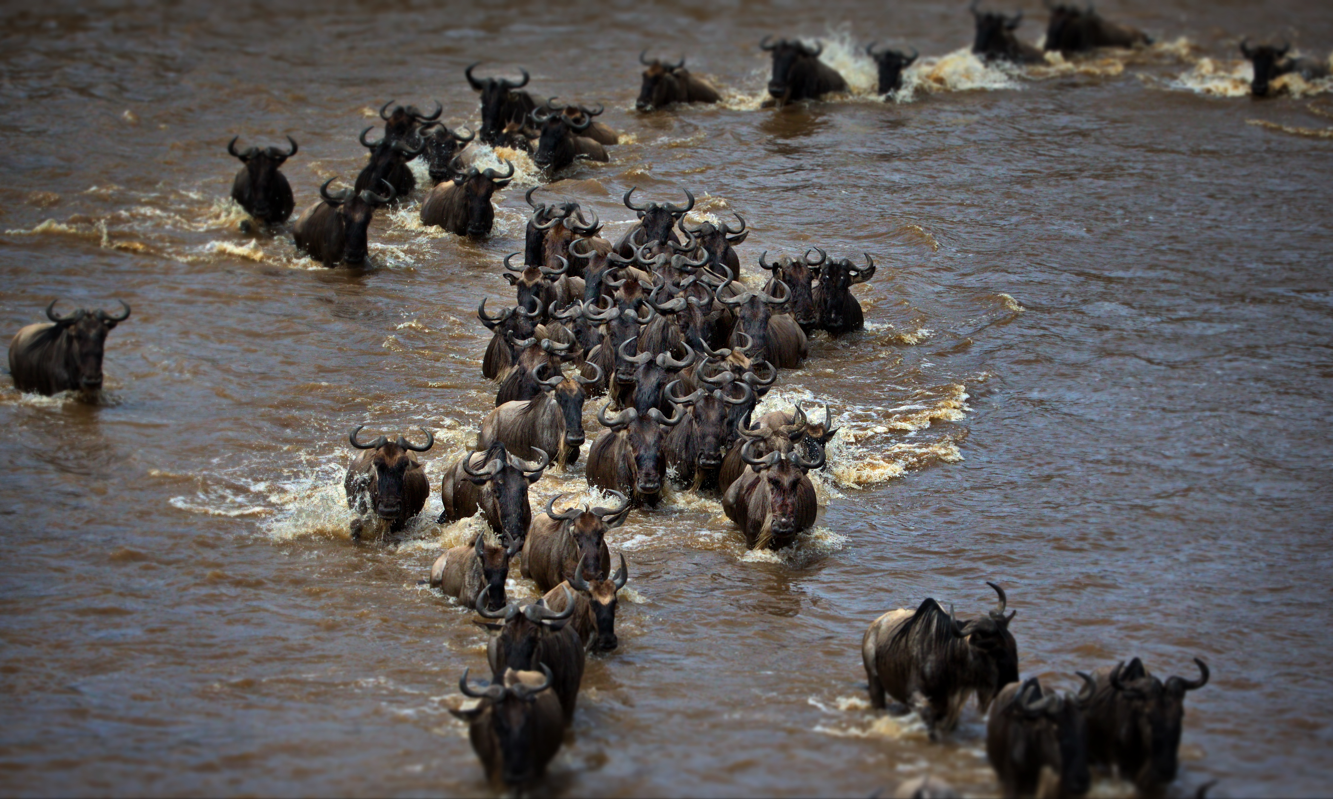 Seasonal migration calendar showing the best times to visit Tanzania and Kenya on a combined luxury safari