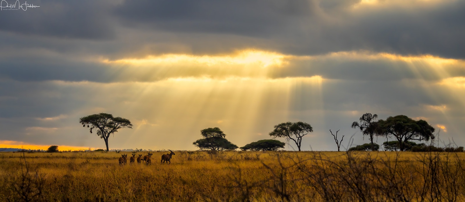 The wide frame most people forget — the animal small in the landscape says more than a frame-filling portrait
