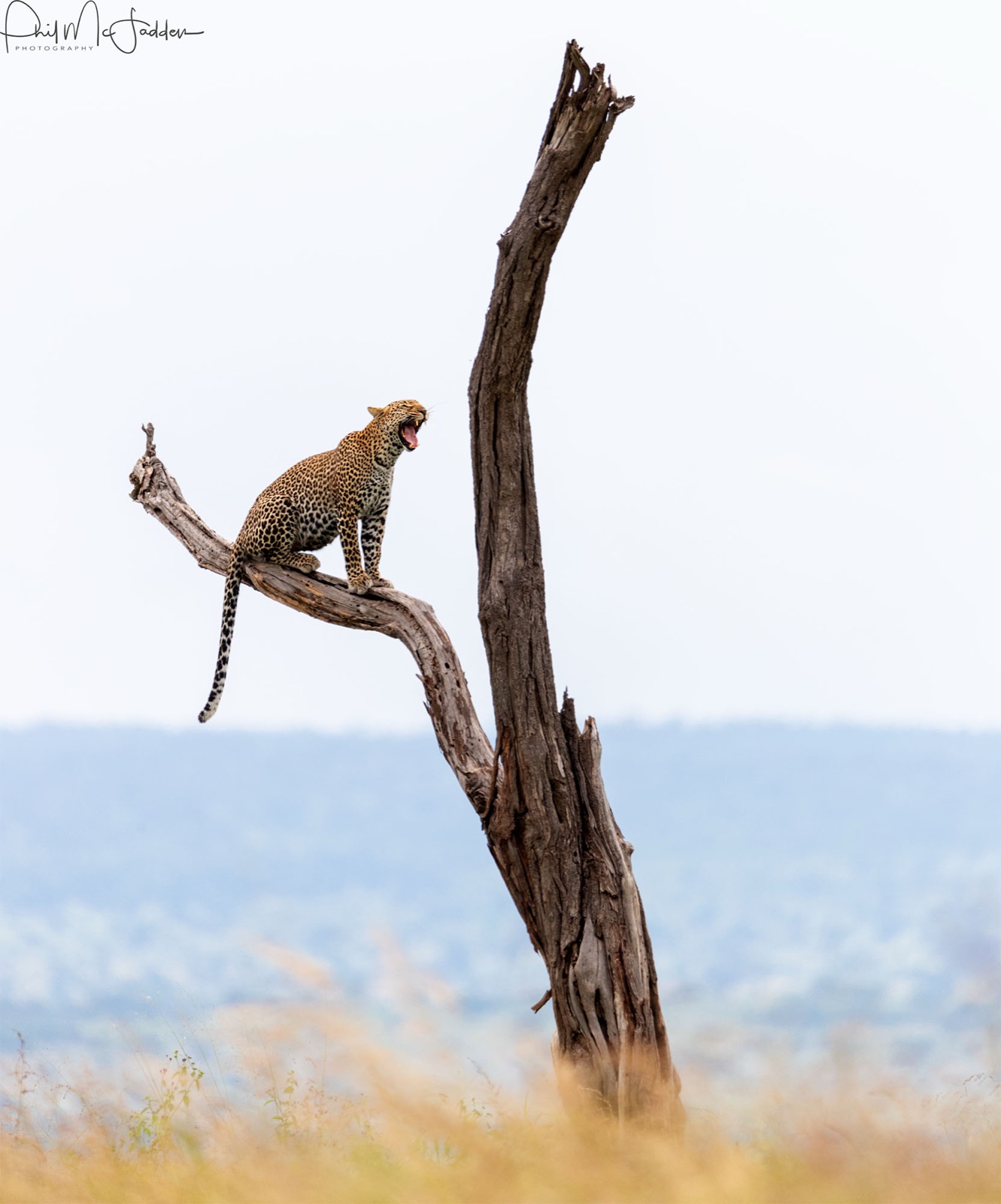 Position and patience beat equipment — a leopard photographed from a stationary vehicle with the engine off