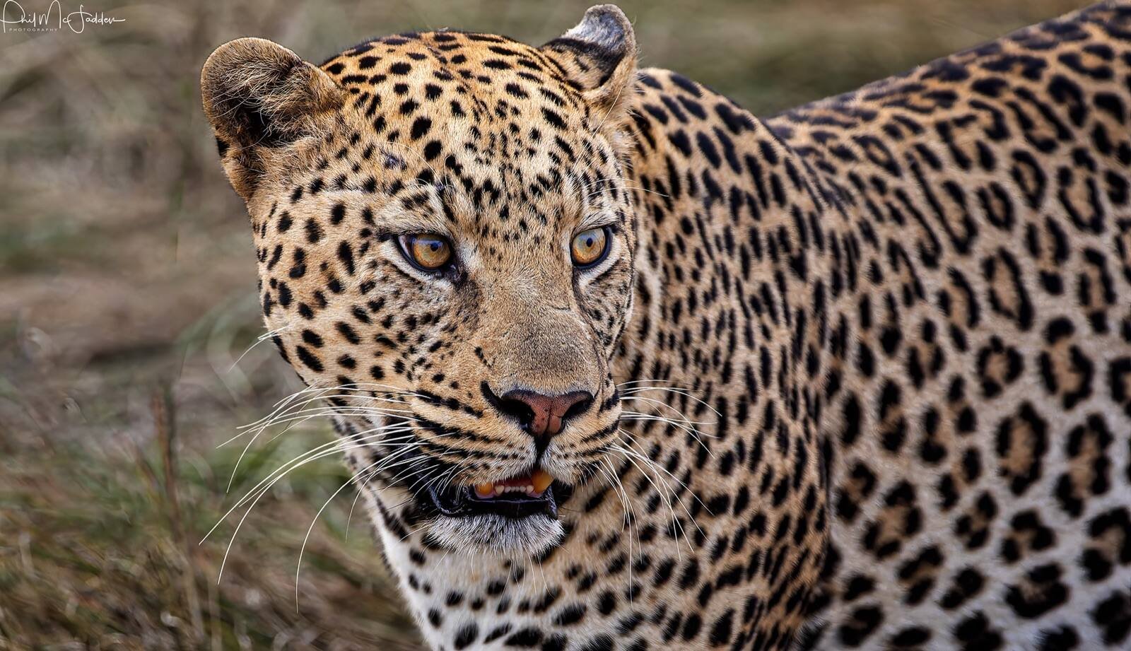 Leopard at Kogatende in the Serengeti, Tanzania