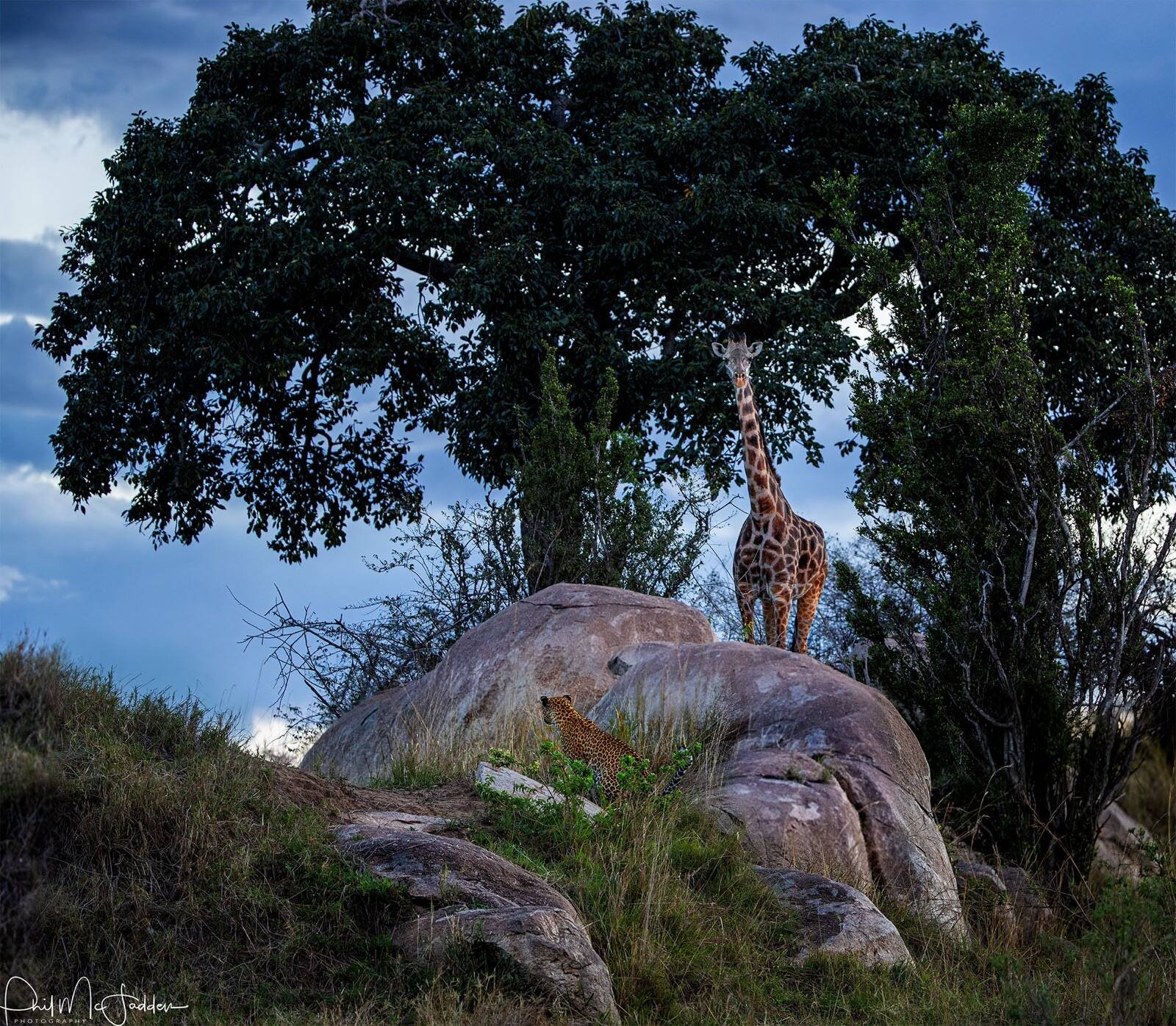 Leopard in the Masai Mara