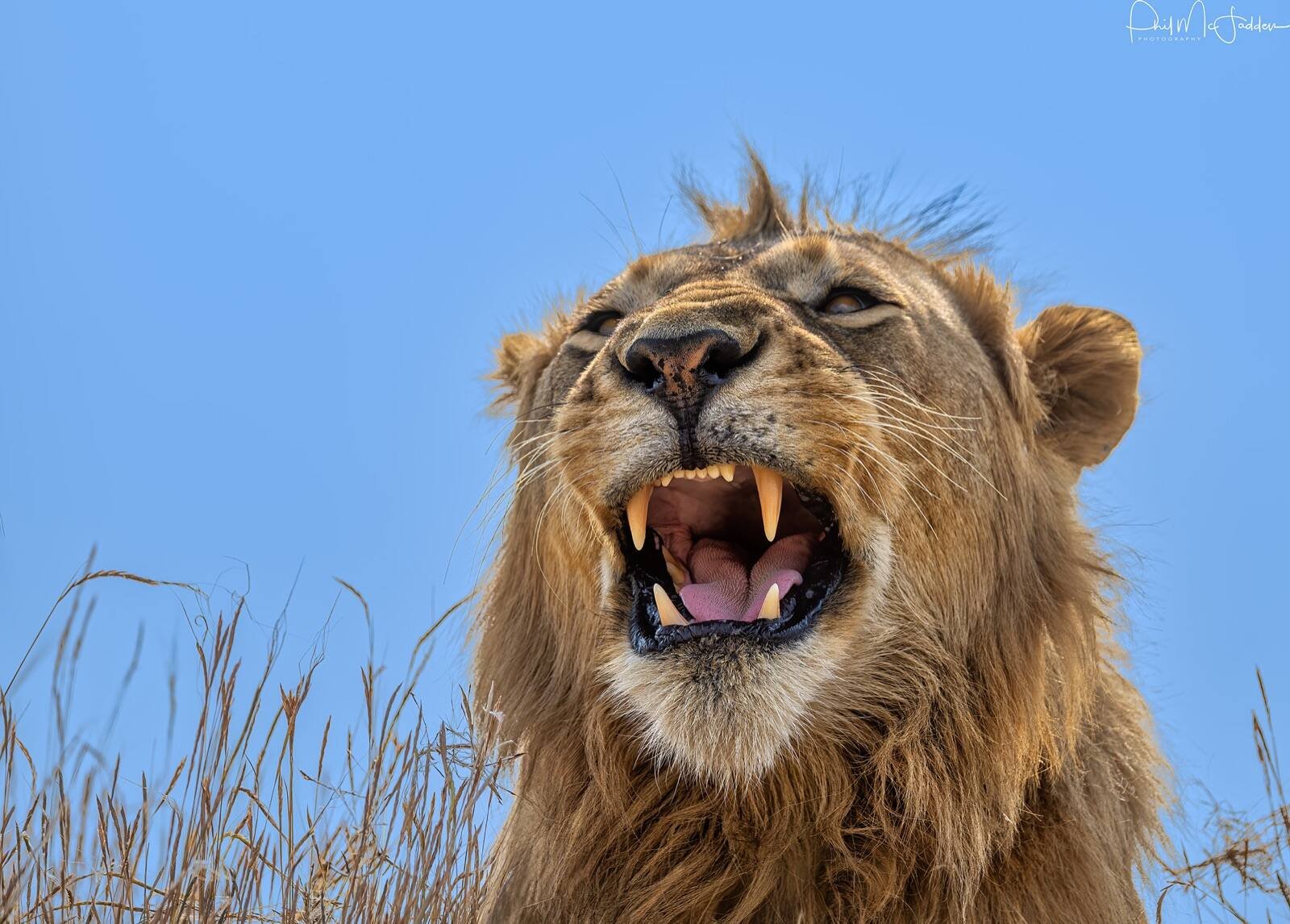 Classic Tanzania Big Five — Sokwe Africa Safaris