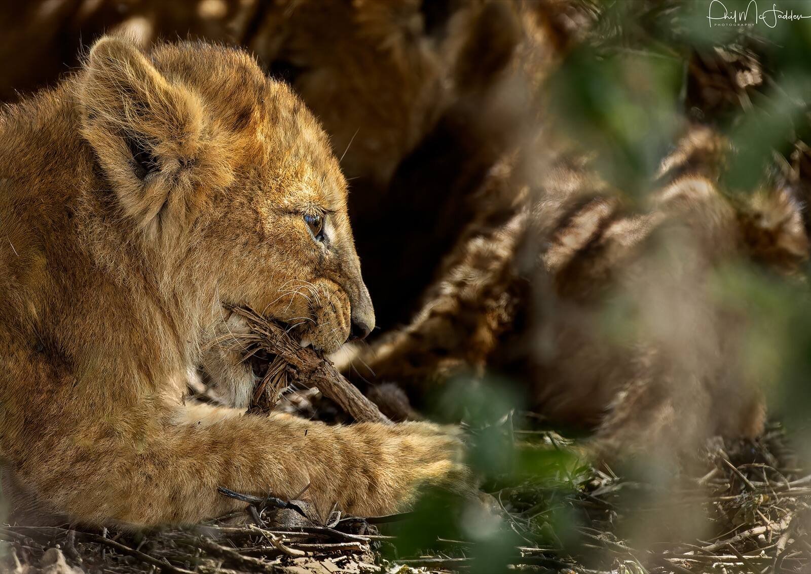 Lion cubs in the Ndutu area, where the predators thrive during the green season and the herds' arrival